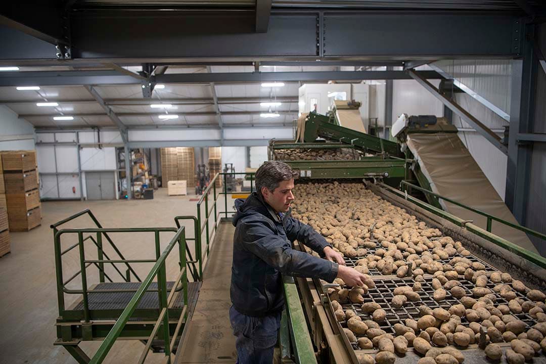 Dennis de Winter bekijkt de pootaardappelen voor de laatste leveringen in het eerste kwartaal van 2024.