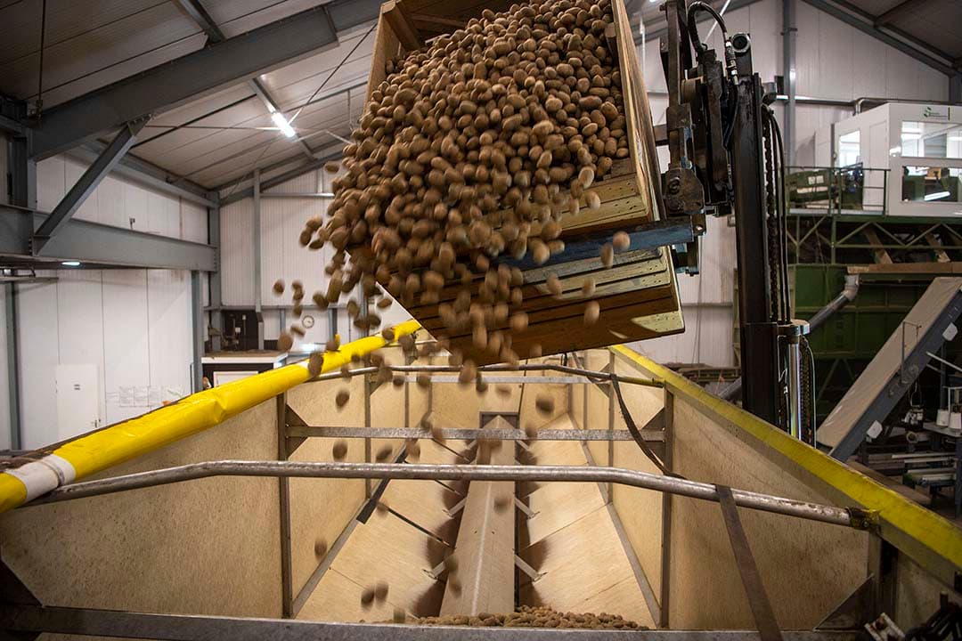 Aflevering van de laatste partijen pootgoed. Dennis en Laurens leggen hun focus op aflevering van een goede kwaliteit pootgoed en uien. Het pootgoed gaat naar Agrico en Stet, de uien zijn vrij.