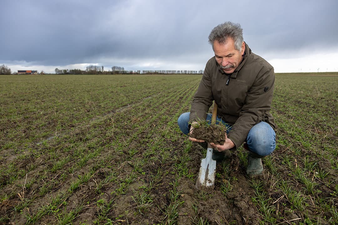 Harald Simmelink toont het bodemleven op een perceel van zijn akkerbouwbedrijf in het Zeeuwse Bruinisse. - Foto's: Peter Roek