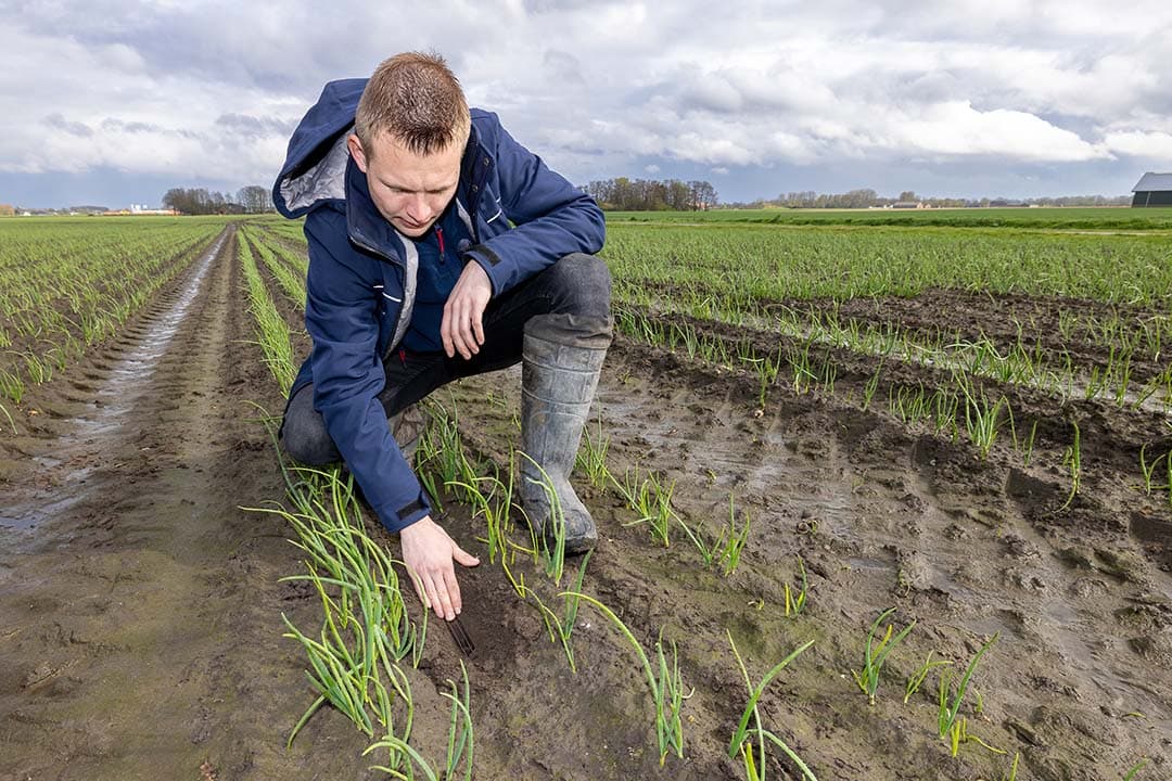 Onder het bed van de plantuien liggen de fertigatieslangen. Diep genoeg om geen last te hebben van vraat door dieren en hoog genoeg zodat de jonge uien toegang hebben tot het water. De slangen zijn in dezelfde werkgang gelegd als het planten.
