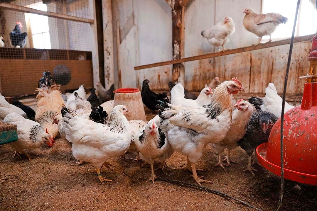 Er is een grote variatie in de kleur van de Vredelinger-kippen. Ze zijn ontstaan door kruisingen. - Foto's: Ton Kastemans