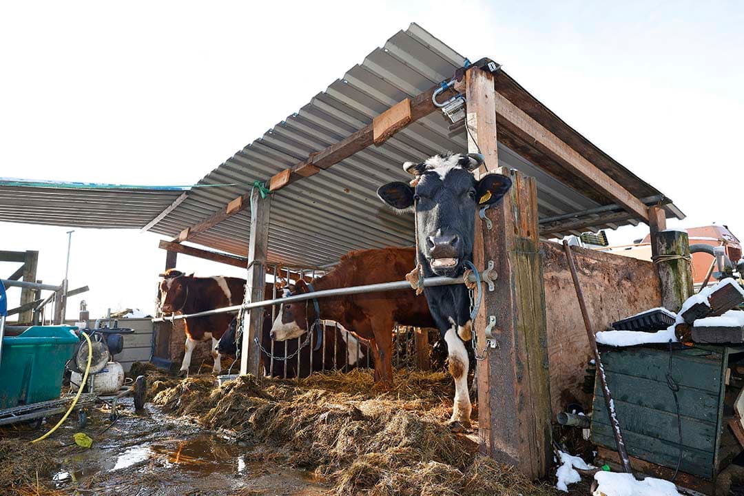 Op de Eemweide-boerderij zijn vier koeien en twee kalveren. Het melkvee levert veertig liter per dag.