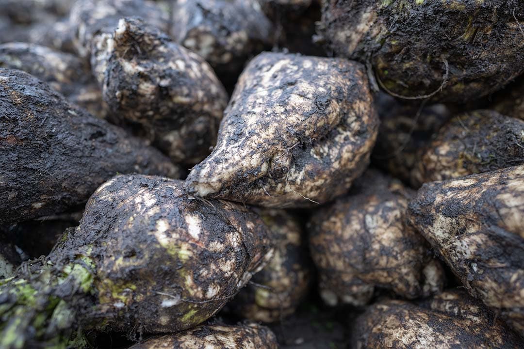 Aan de gerooide bieten is te zien dat de grond erg nat is. De hoeveelheid grondtarra valt daarom wel mee.