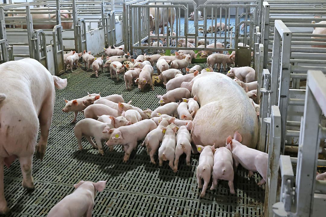 Zeugen met een goede uier en veel melk worden na enkele weken ook gevonden door biggen van andere moederdieren. - Foto: Ton Kastermans