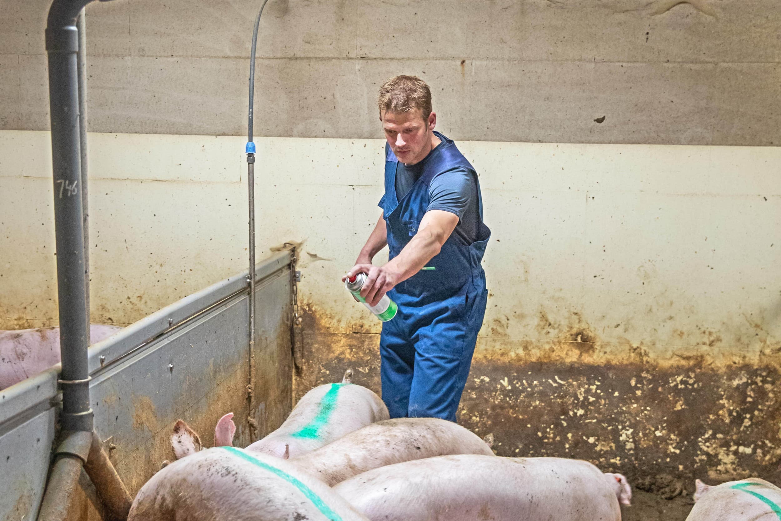 Het bedrijf van familie Hakvoort bestaat een halve eeuw. Het aanstrepen van de slachtrijpe varkens is een klus die Roel Hakvoort zelf doet. – Foto’s: Ronald Hissink