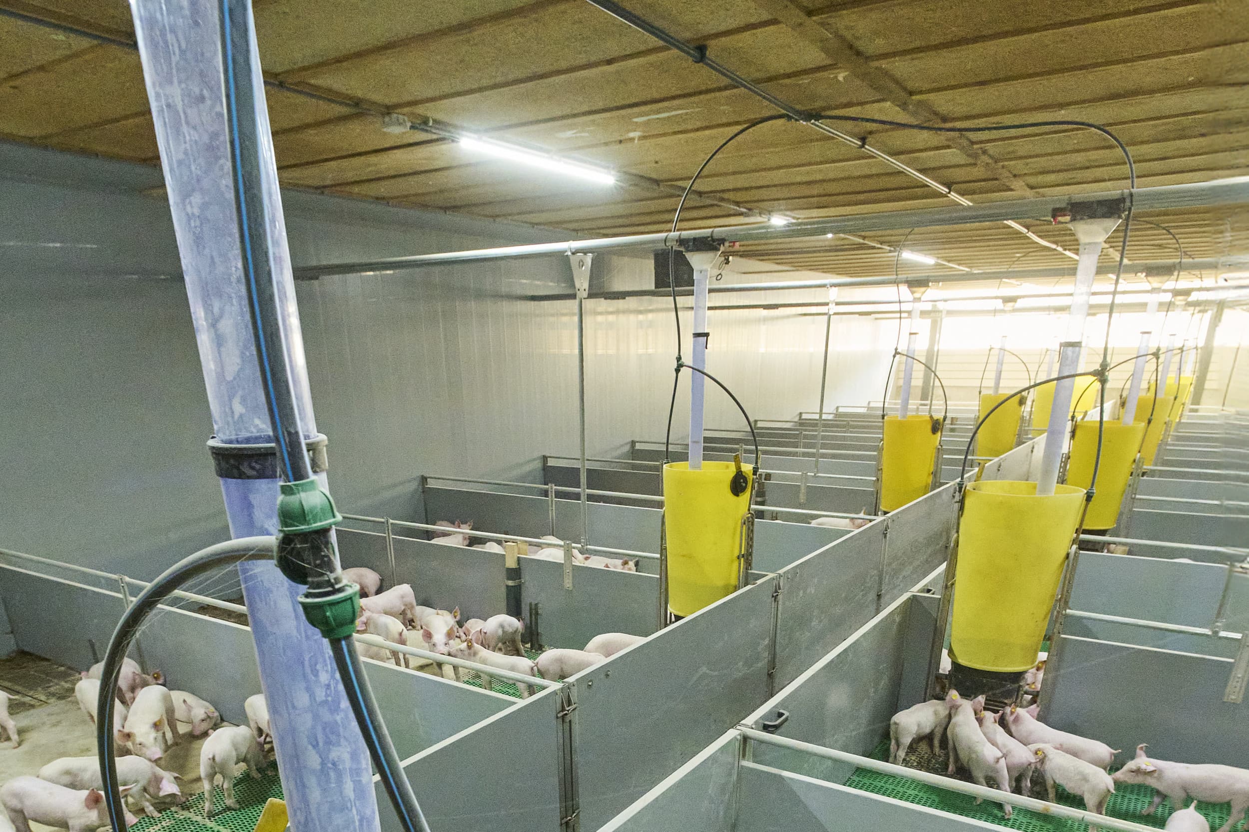 biggenstal zelf bouwen