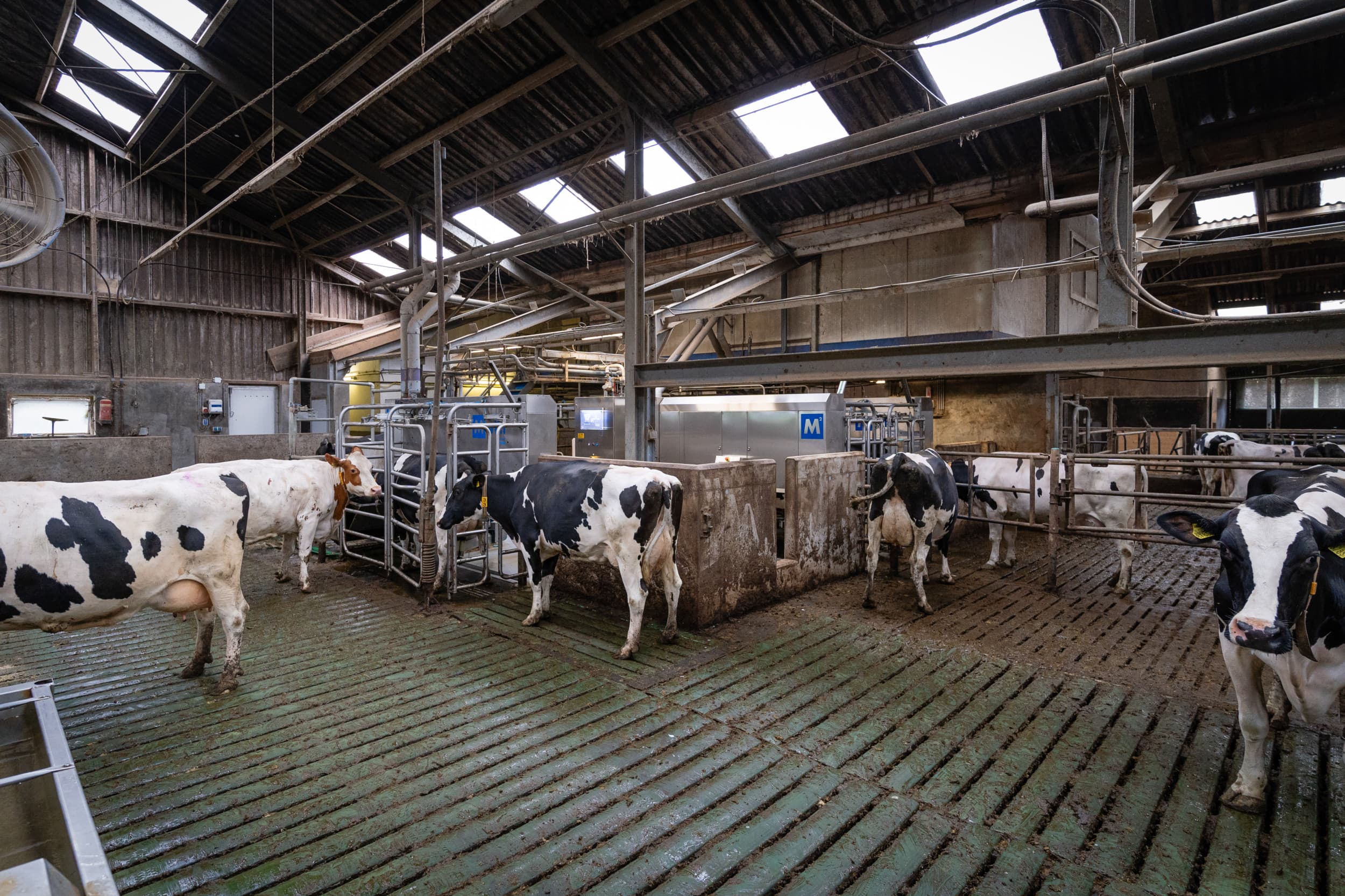 melkrobots in kassa-opstelling