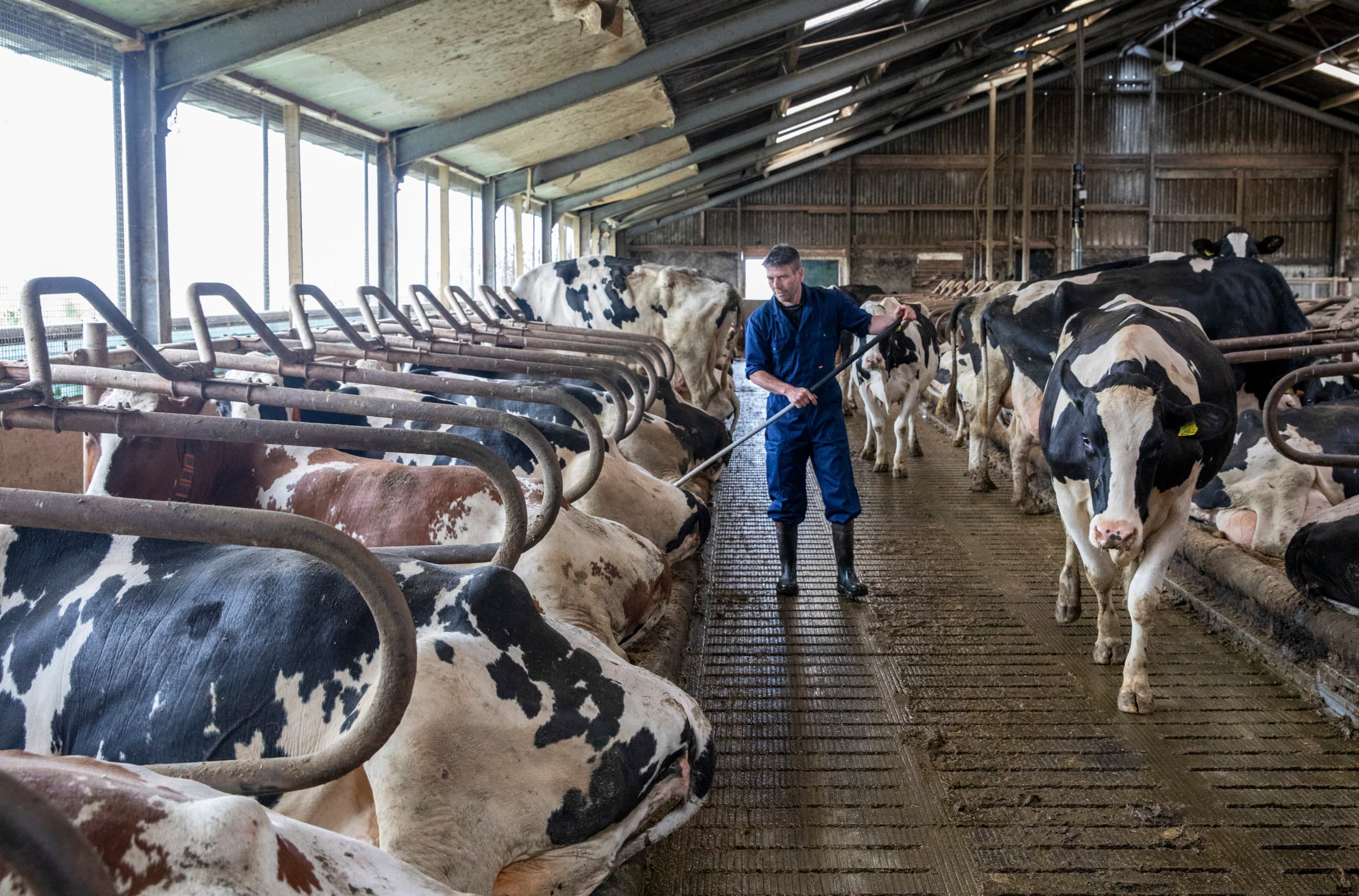 Reitsma heeft weinig hinder en werk van het sproeisysteem. Duidelijk zichtbaar is dat de mestrobot de nattere vloer ook goed kan schoonhouden. De investering in het complete sproeisysteem was bijna € 30.000. – Foto’s: Anne van der Woude