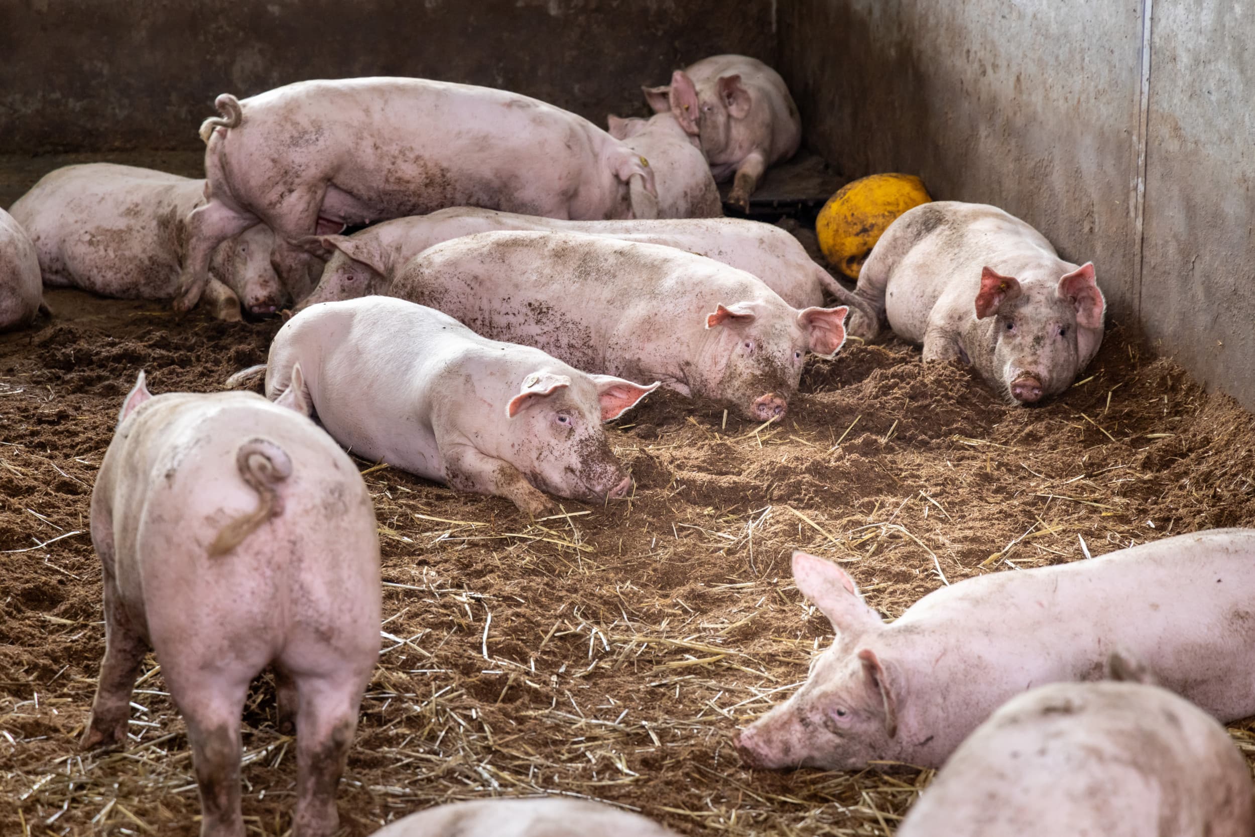 In de wroetstal, met varkens vanaf 20-22 kilo tot afleveren, zijn de dieren de hele dag óf aan het wroeten, spelen óf aan het slapen.