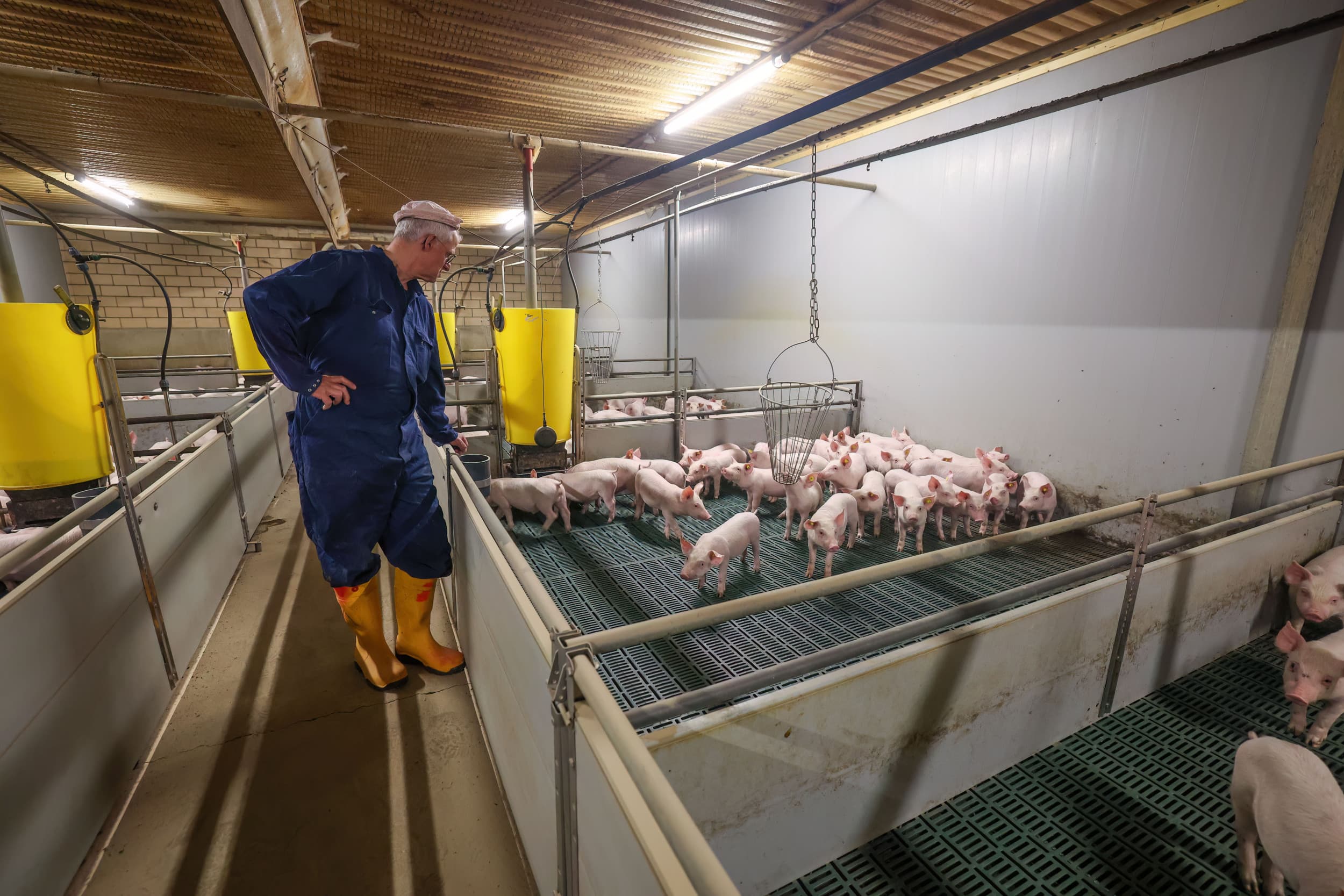 Tiny van den Berg bij de pas gespeende biggen. Het opleggewicht in de biggenstal is gemiddeld 7,4 kilo, na vier weken zogen. – Foto: Bert Jansen
