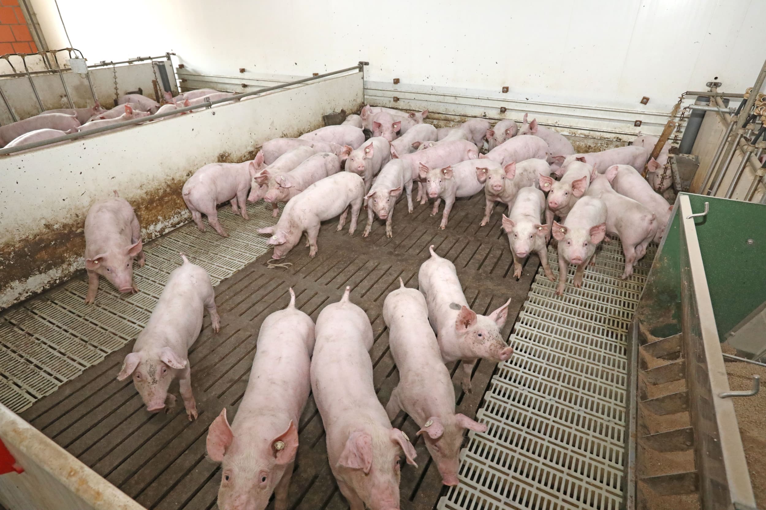 De gespeende biggen zien er goed uit. Diarree na spenen speelt geen rol, mede door de behandeling tegen coccidiose in de eerste dagen na de geboorte. Foto’s: Henk Riswick