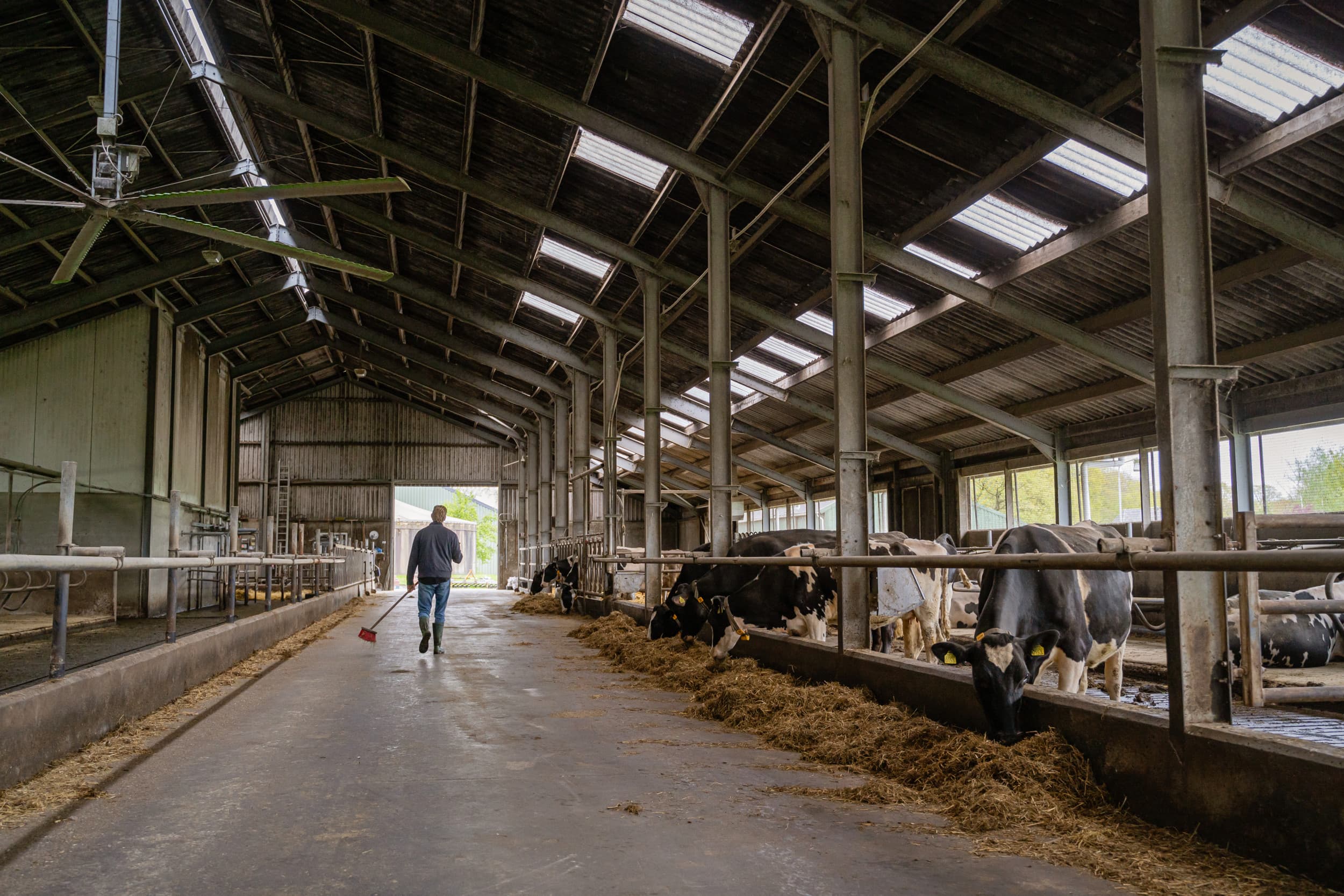 kruidenrijk gras basis voor biologische melkveehouderij
