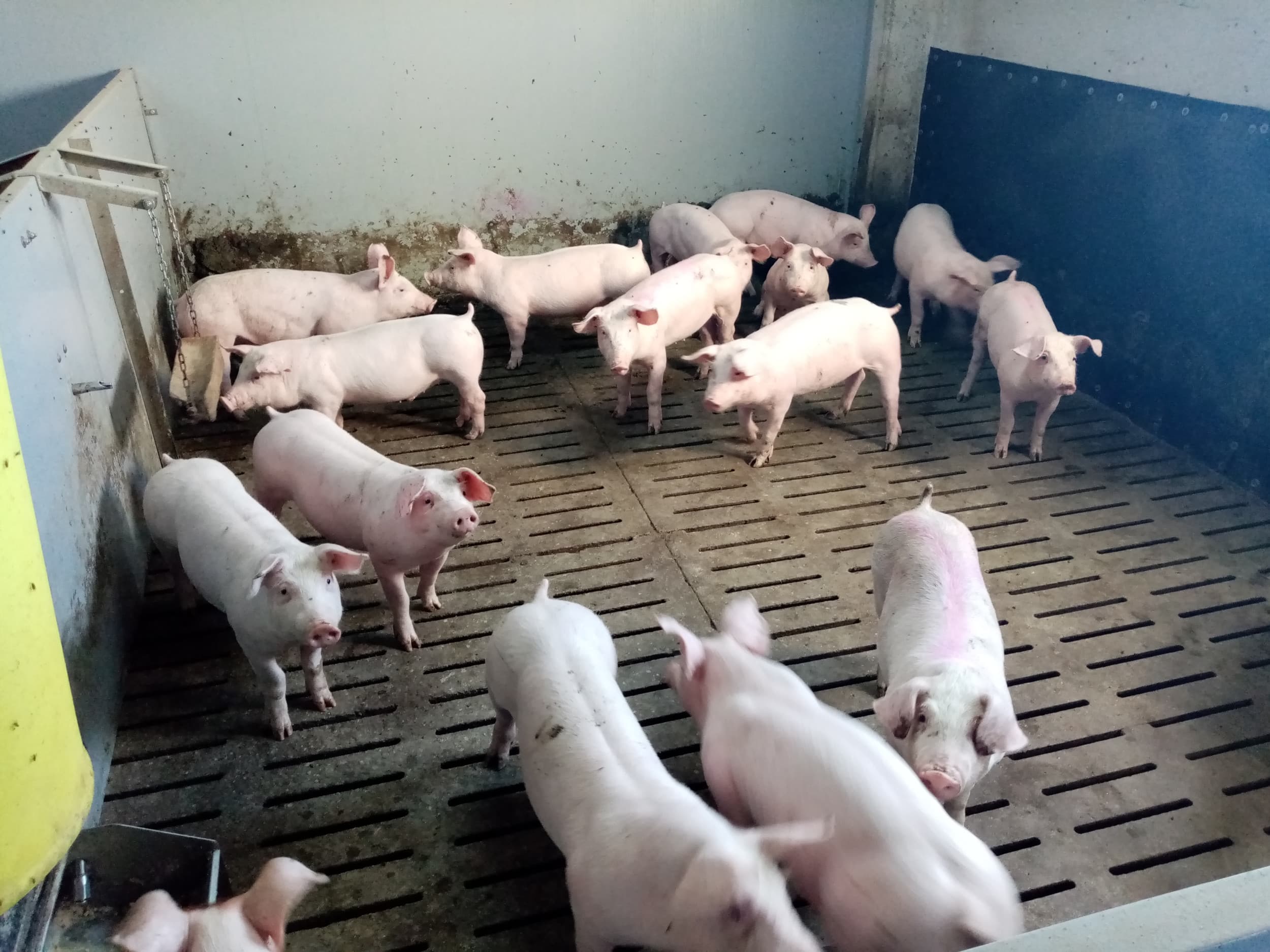 De hokken bij Pork & Co hebben doorgaans zestien varkens. Foto: Pork & Co.