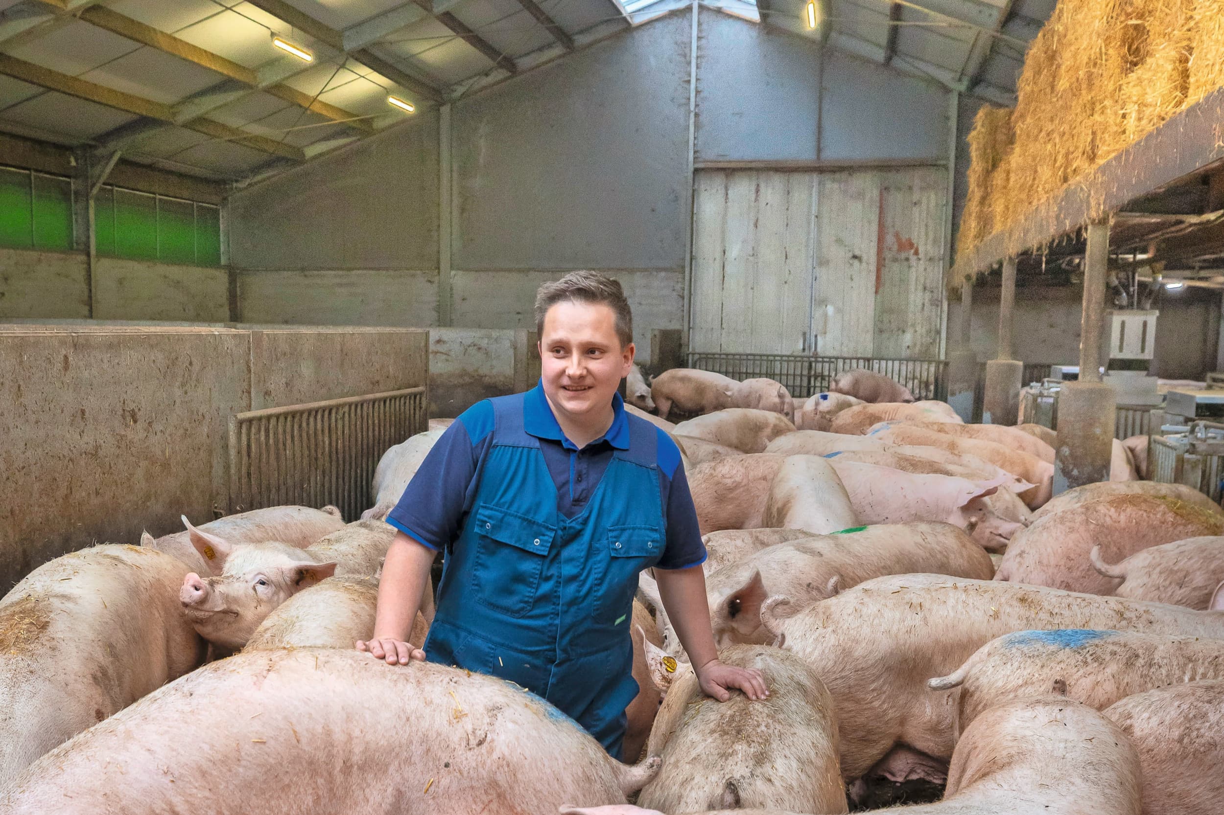 gerenoveerde biologische varkensstal