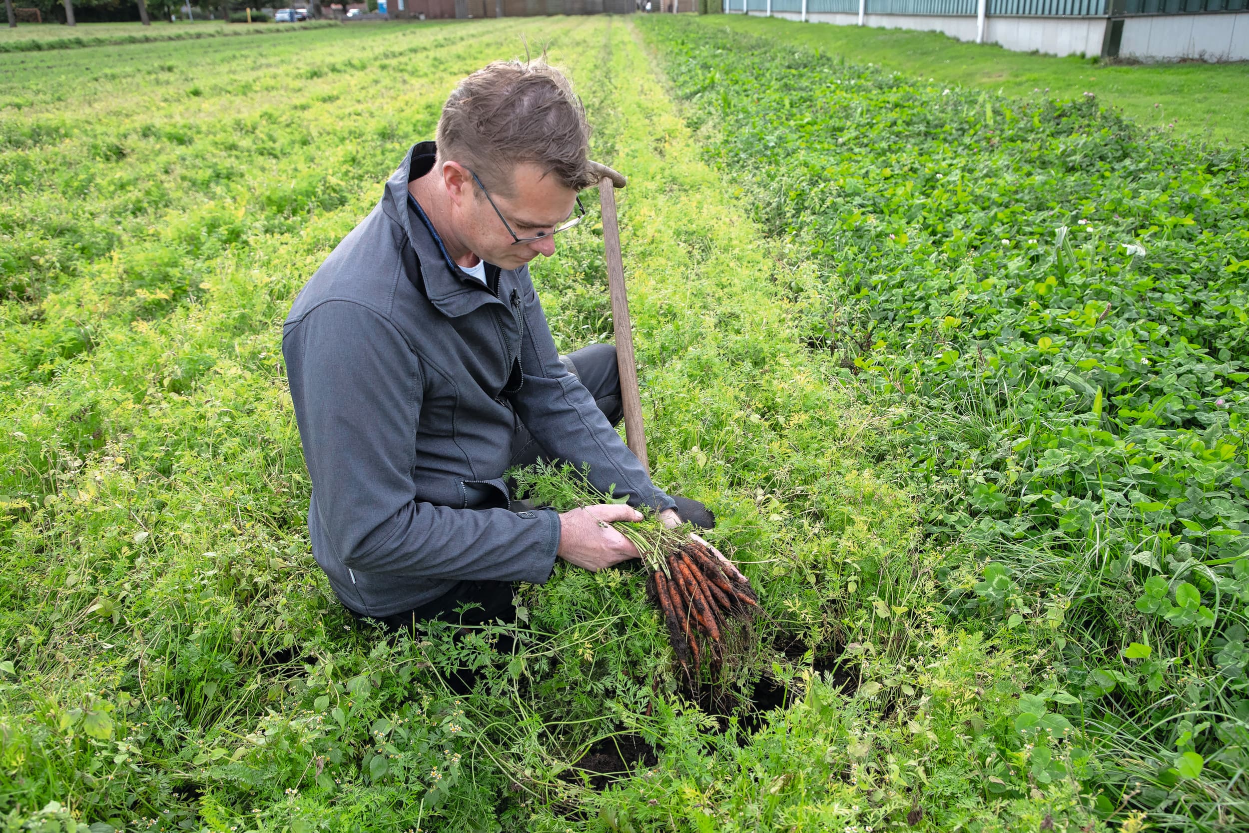 Jaap Dun bekijkt zijn biologisch geteelde waspeen. De peen staat in een strook naast een strook ingezaaide klaver. De strokenteelt helpt om stuifschade te voorkomen, een veelvoorkomend fenomeen op zandgrond in de Veenkoloniën. Foto’s: Hans Banus