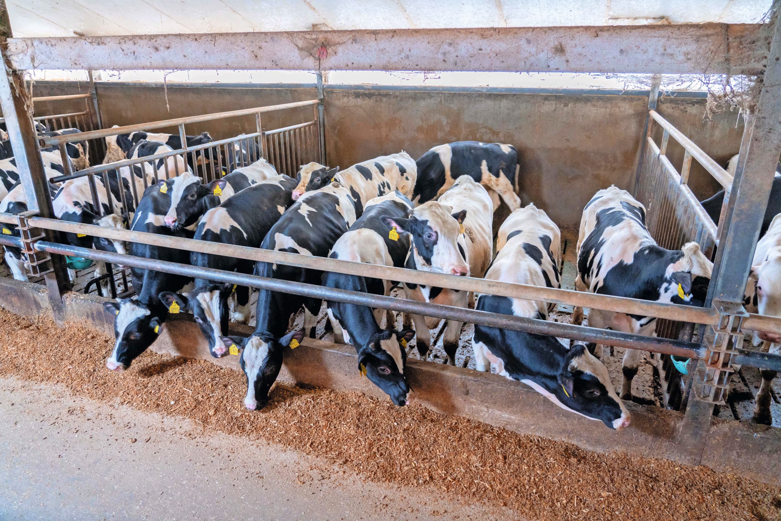 Op deze foto staan de oudste kalveren die het eerst worden afgeleverd. De familie Aarnink heeft vertrouwen in de kalfsvleesmarkt, want het aanbod van rosés wordt kleiner door de stoppersregeling en de vraag naar voedsel blijft groeien.