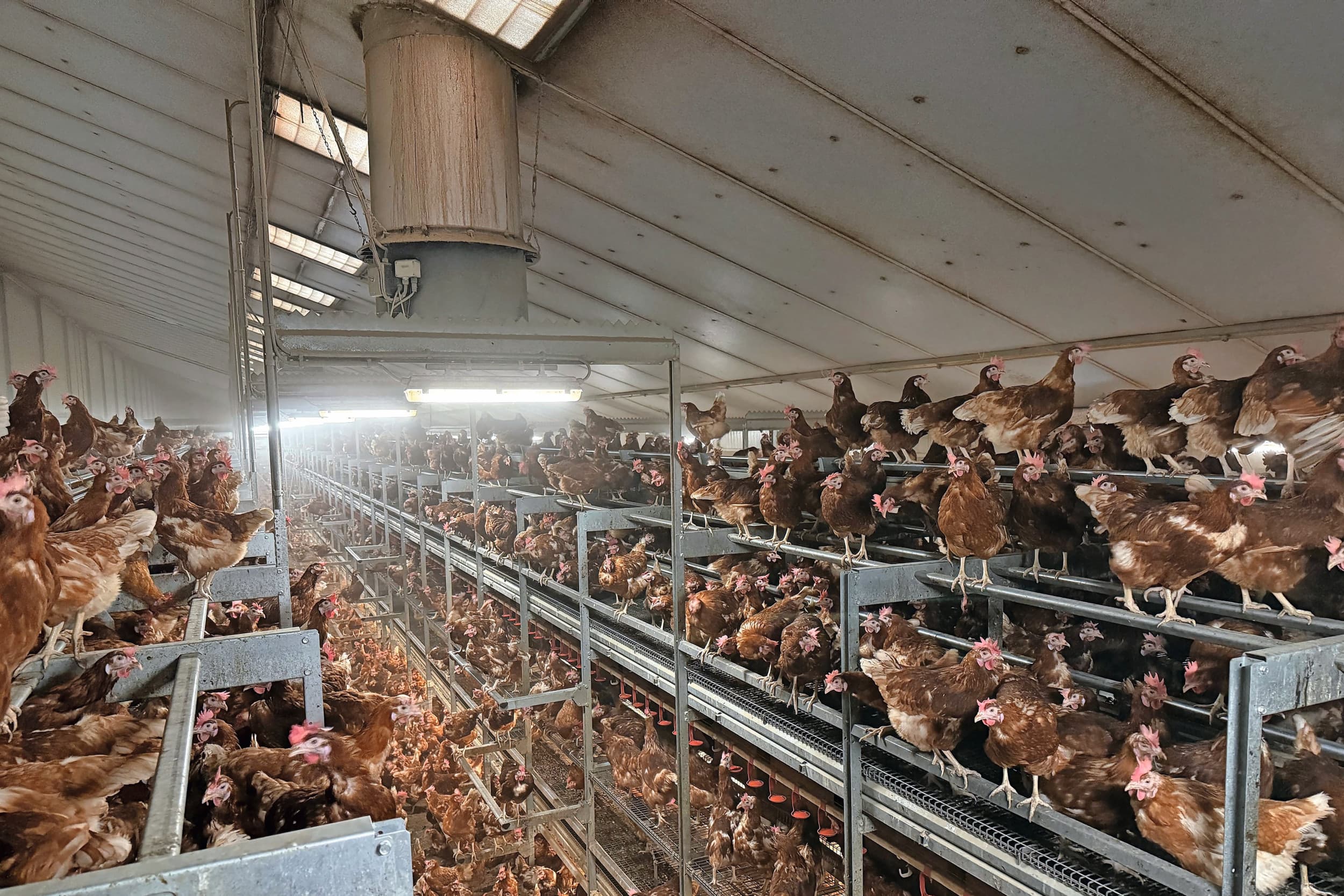 vaccinatie leghennen vogelgriep