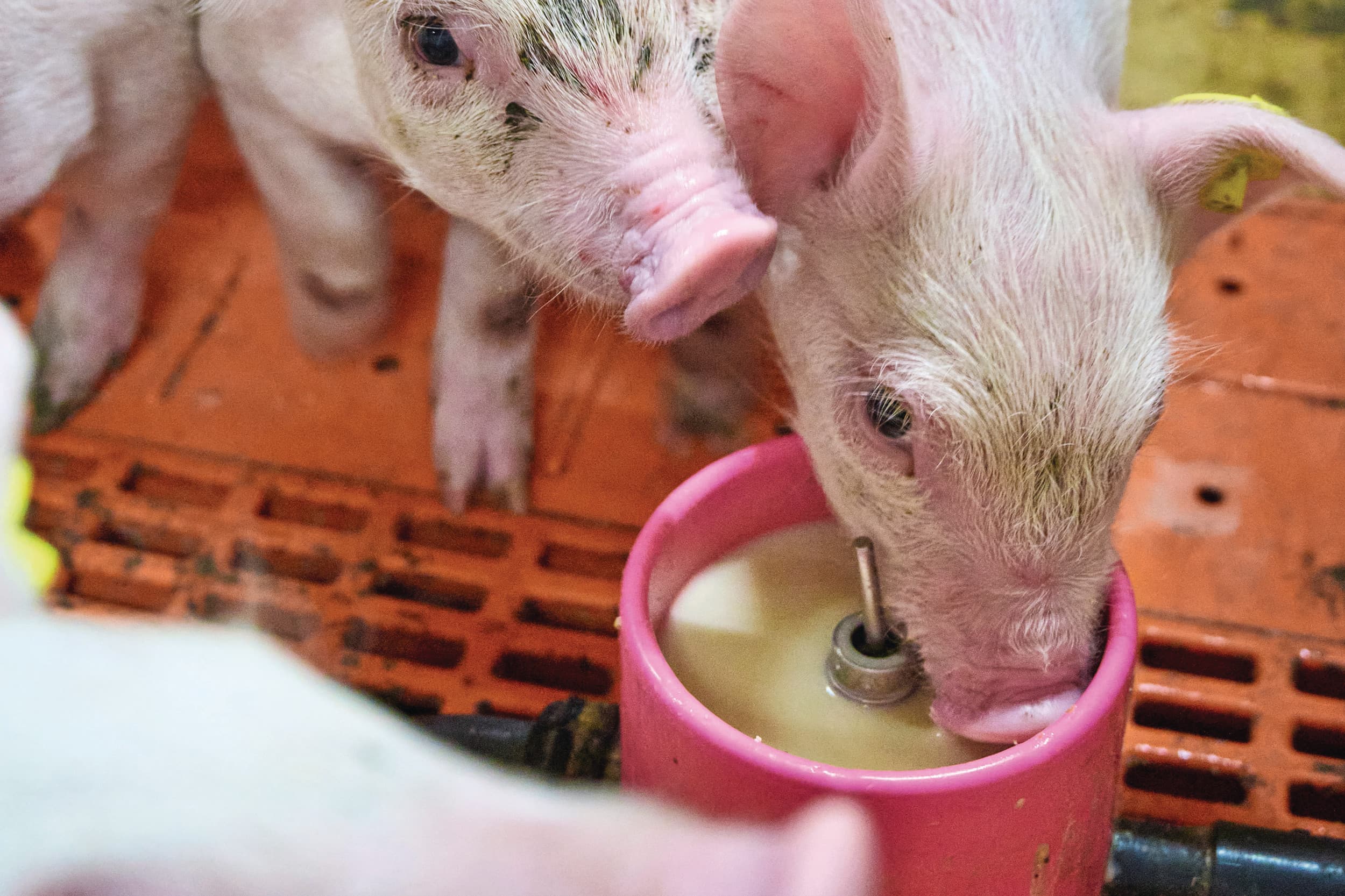 In elk kraamhok is een biggenmelkcup aanwezig waar de biggen aanvullend melk krijgen vanuit een rondpompsysteem door de nippel te bewegen. Foto: Van Assendelft Fotografie