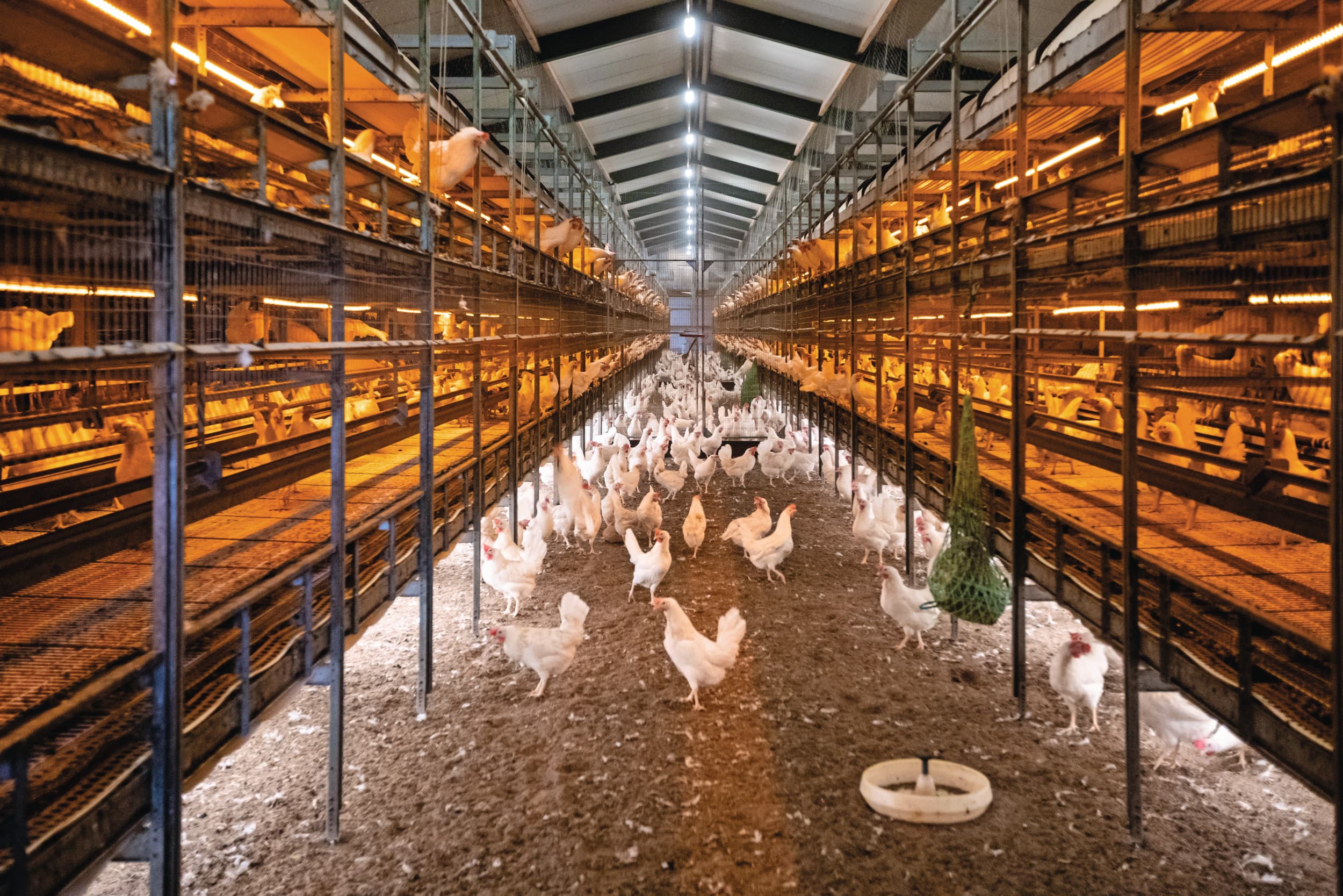 De pluimveestal van familie Duine is ingericht met het compact- en compact plus-systeem van Farmer Automatic. Leo Duine: “Dit systeem biedt veel overzicht. We hebben eigenlijk nooit veel grondeieren gehad.” Foto’s: Ronald Hissink