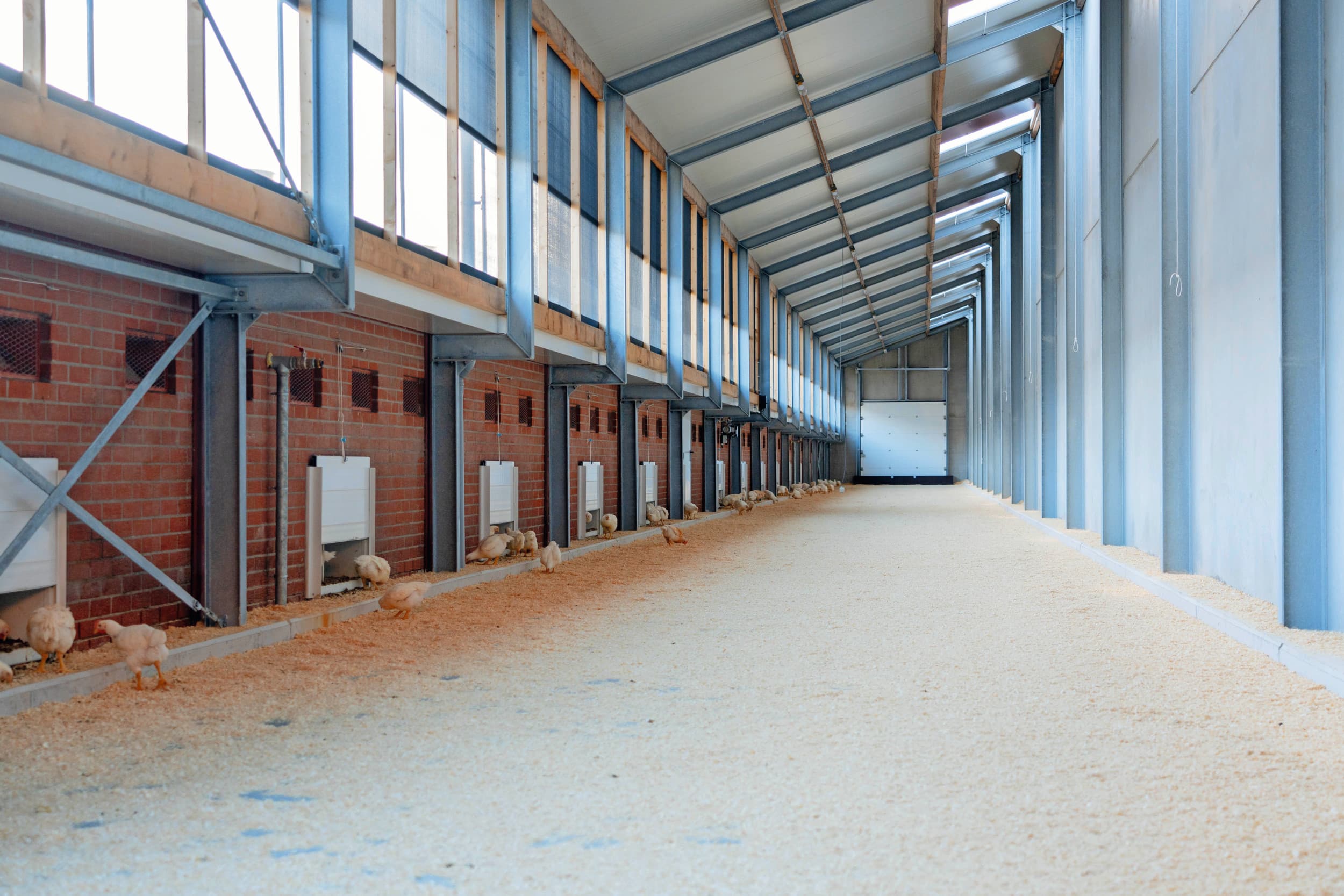 Met de realisatie van vier overdekte uitloopruimtes voldoen de broers René en Eric Nieuwlaar aan alle eisen van het Beter Leven-keurmerk. Tussen stal 1 en stal 2 is er net voldoende ruimte voor het inpassen van de uitloopruimtes. Foto's: Jan Willem Schouten