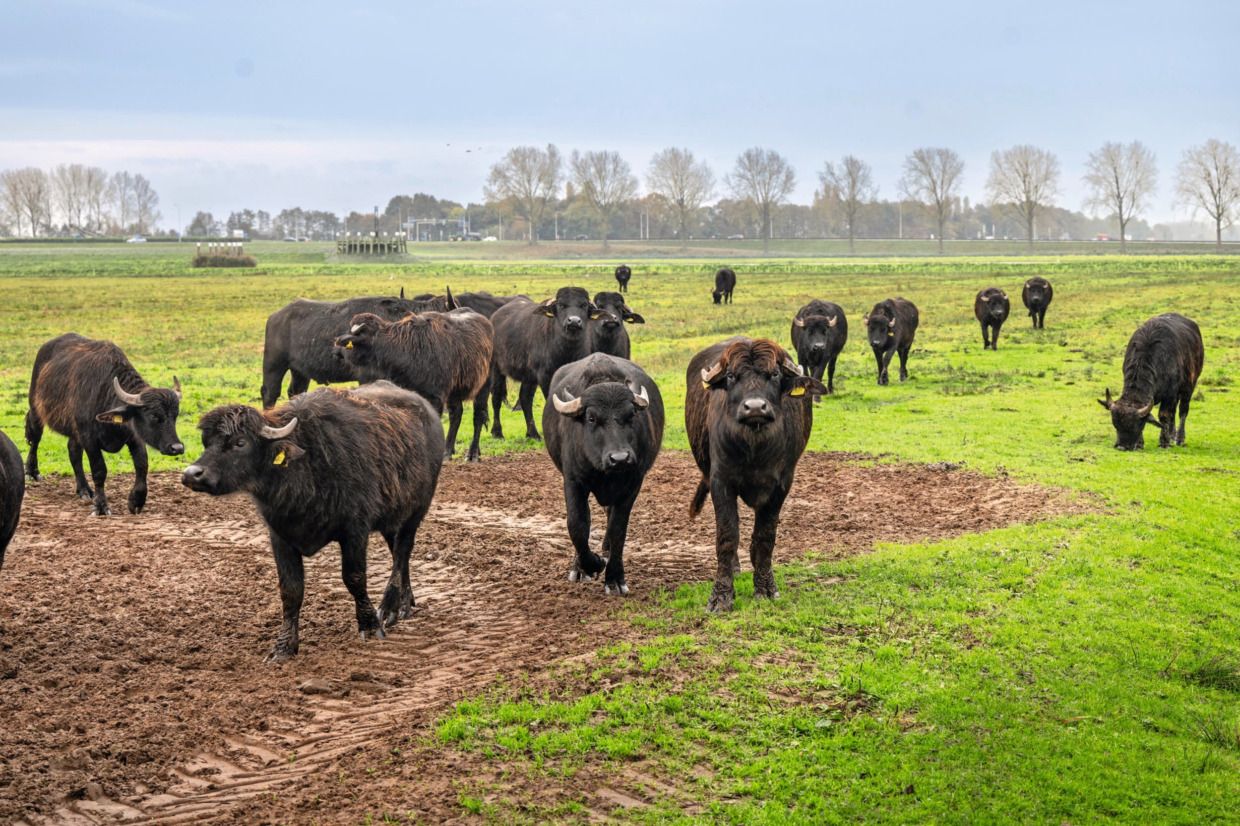 waterbuffels