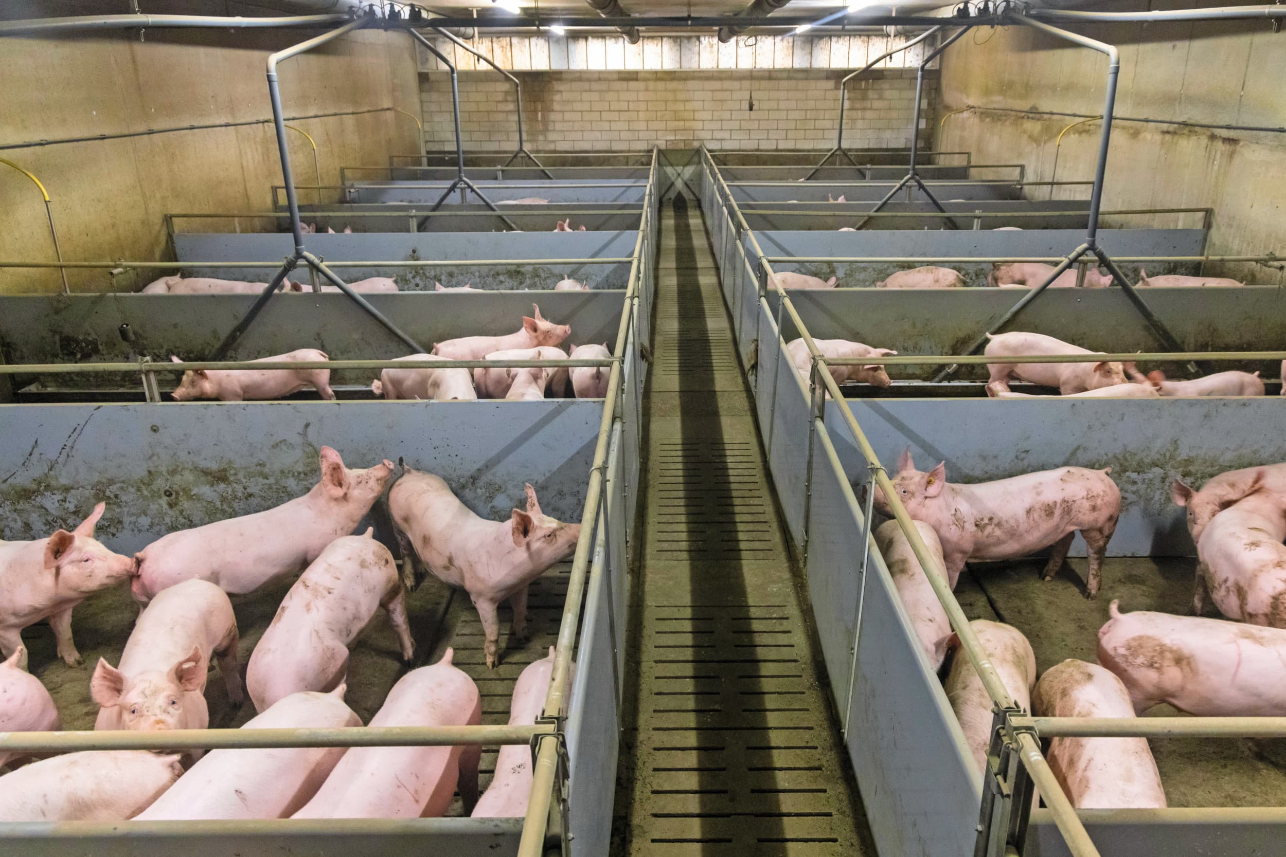 kiprantsoen voor vleesvarkens
