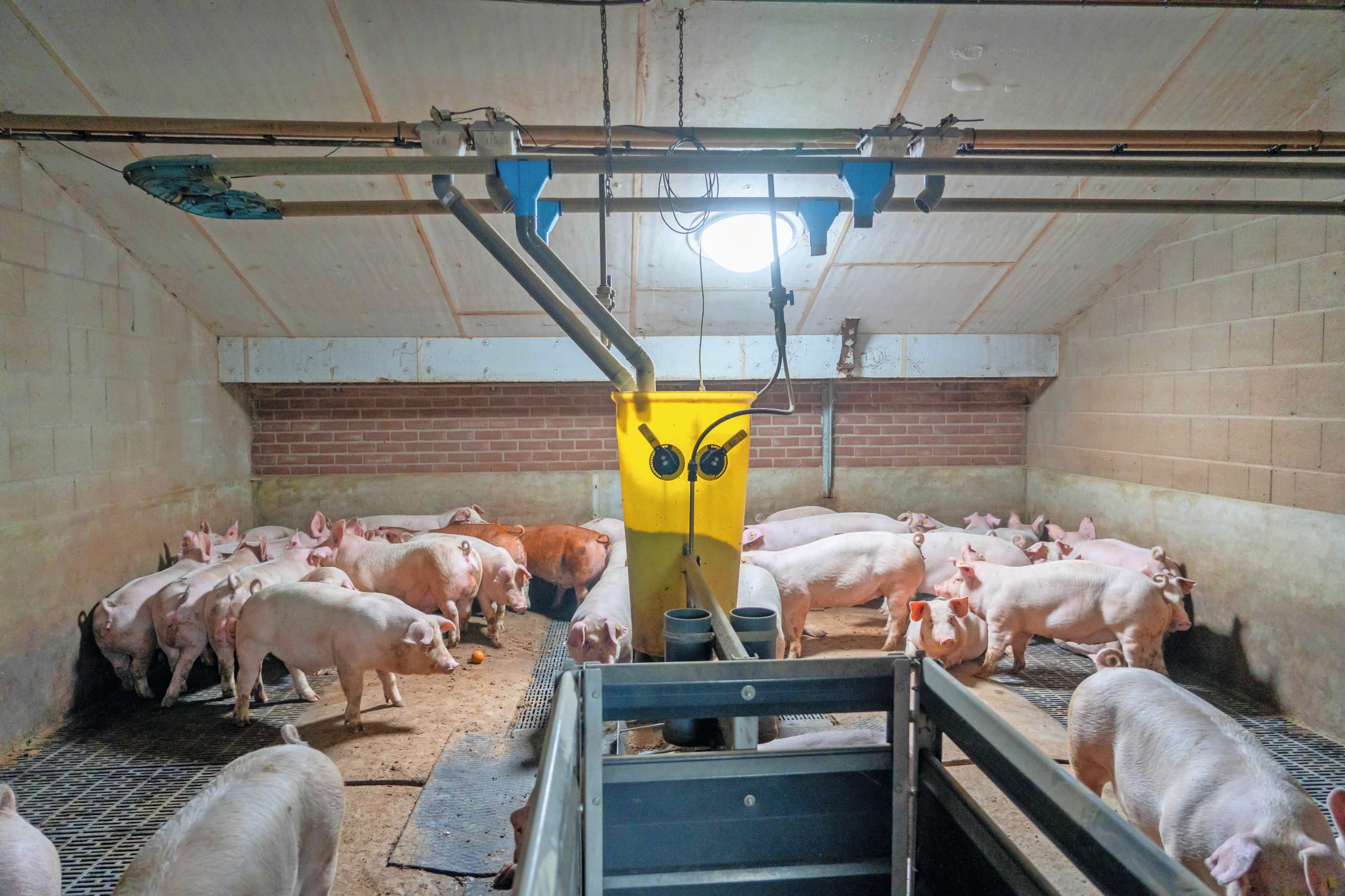 De vleesvarkens worden in grote groepen gehouden. Een daglichtbuis verlicht de hele afdeling met helder daglicht. Foto’s: Jan Willem Schouten
