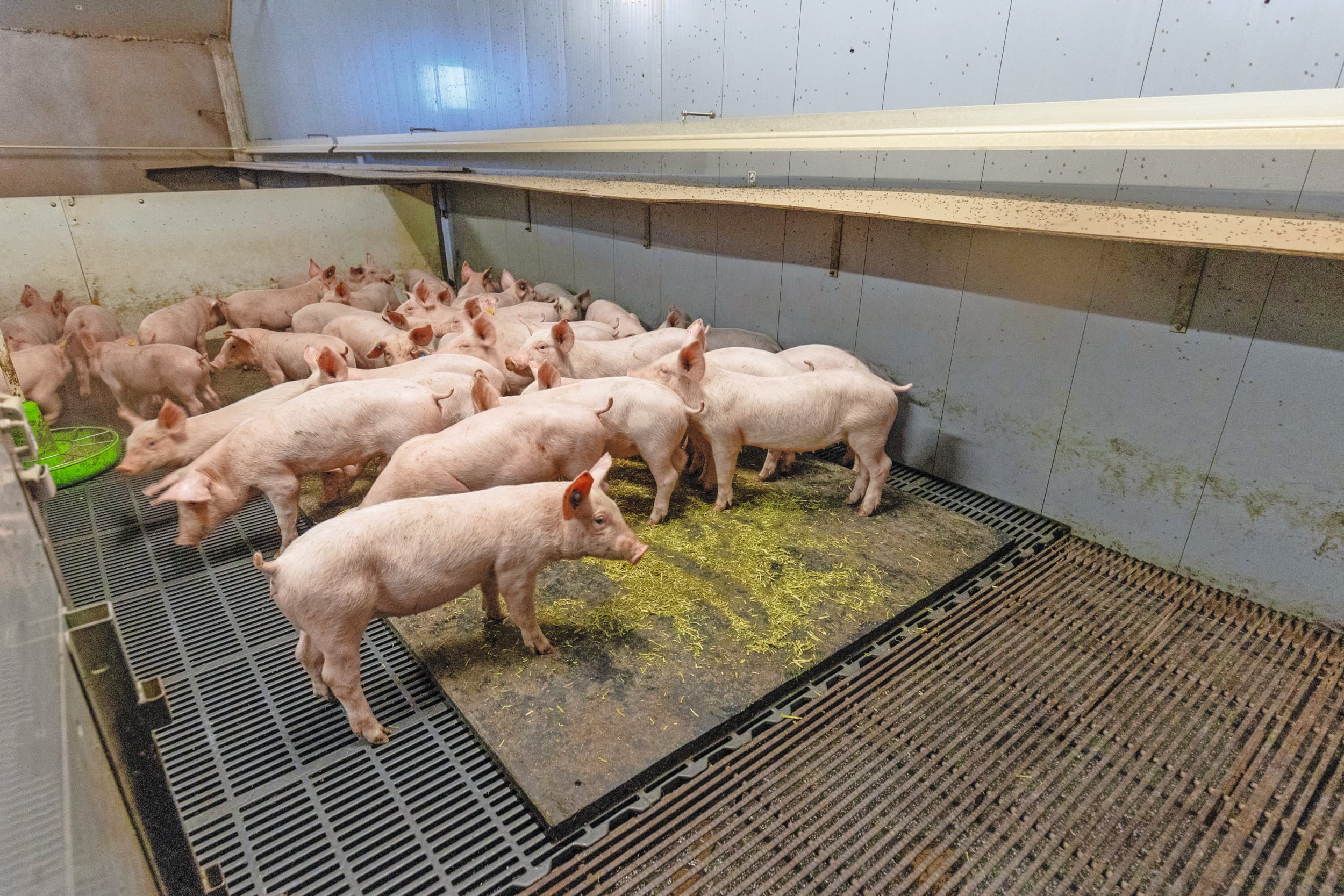 In verband met de overstap naar Beter Leven moet het bedrijf onder andere meer daglicht binnenlaten en een 40% dichte vloer hebben. Het idee is om dit met kunststof matten op de roostervloer te doen. Foto: Herbert Wiggerman