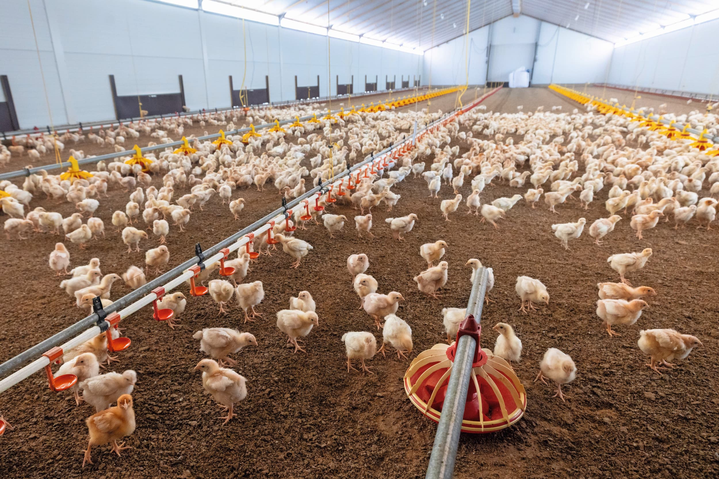 opvolger voor bedrijf met biologische vleeskuikens