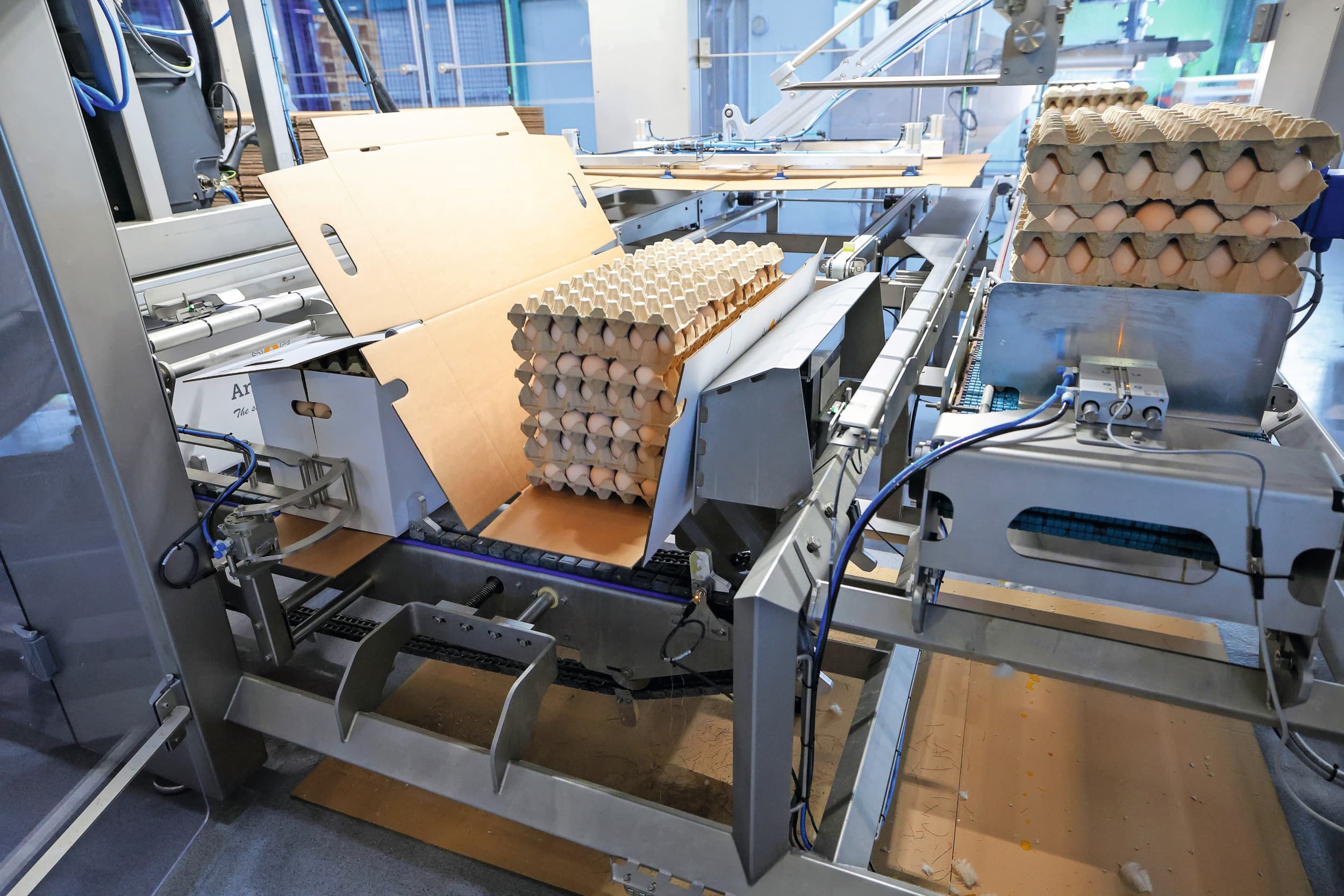 exportbedrijf broedeieren Angel Eggs vertelt over hun aanpak