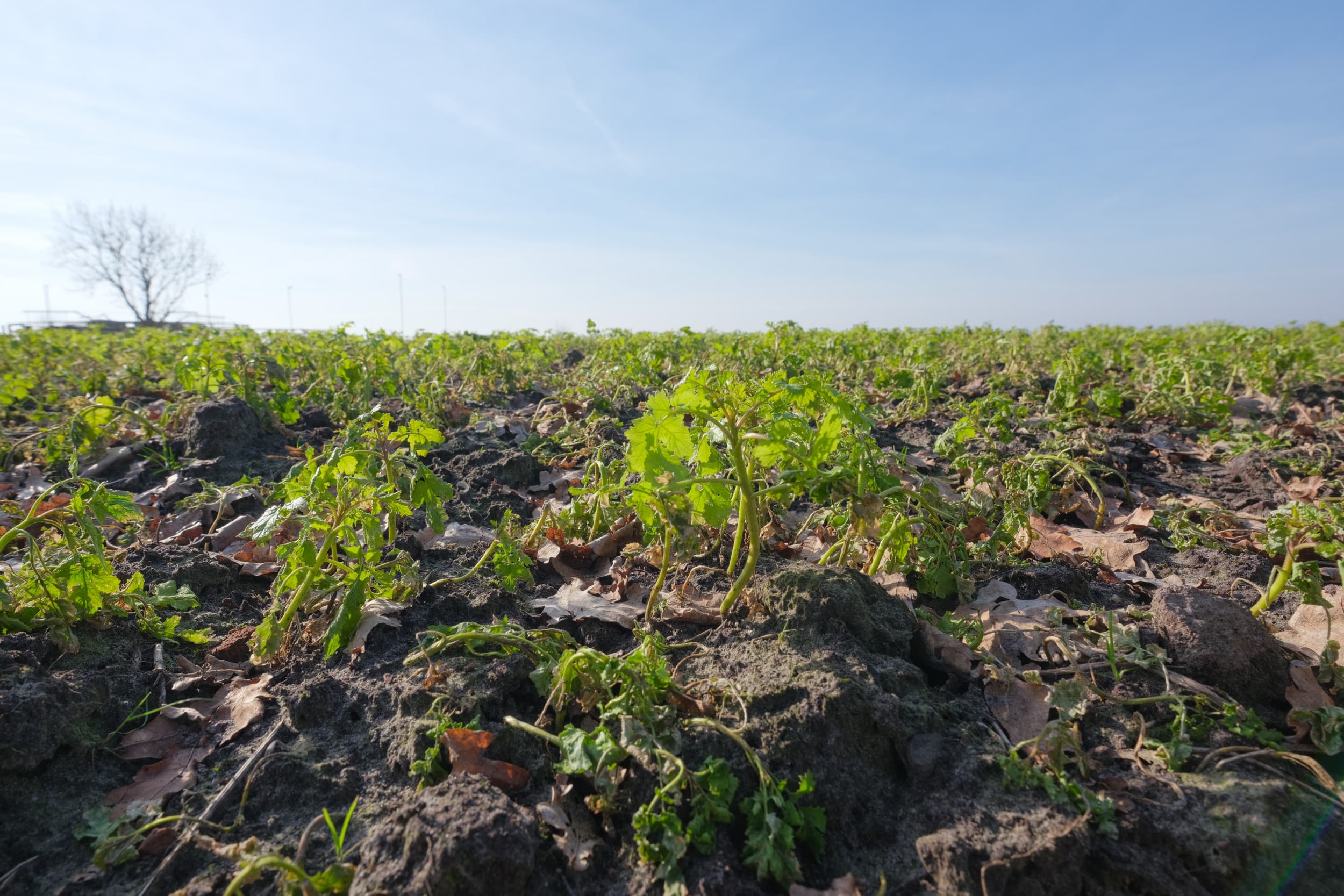 Geling heeft op zo’n 4 hectare gele mosterd gezaaid als groenbemester. Na 1 maart gaat hij deze onderwerken en op dit perceel komen dan consumptieaardappelen te staan.