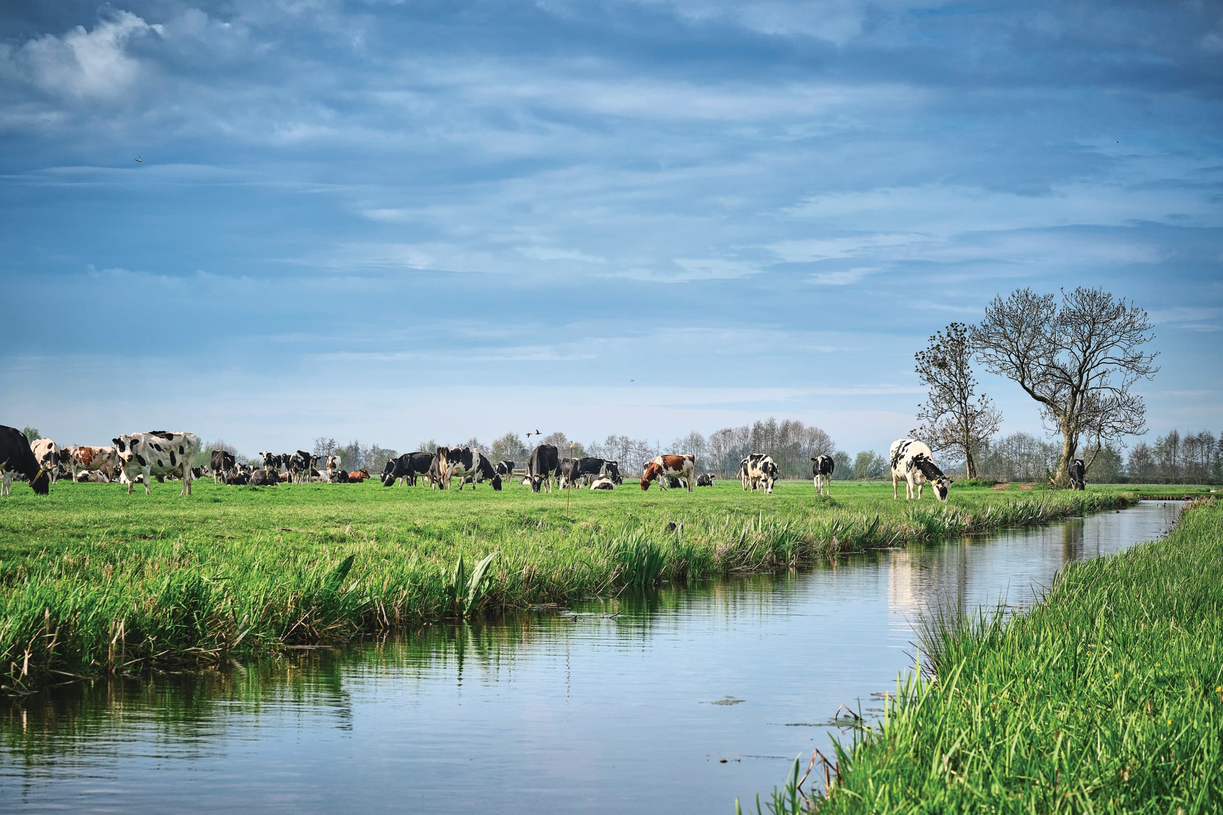 De koeien krijgen jaarlijks circa 3.000 uur weidegang. In het kort gevreten gras kunnen kuikens goed uit de voeten en de mestbossen bieden schuilplekken. Foto’s: Fred Libochant
