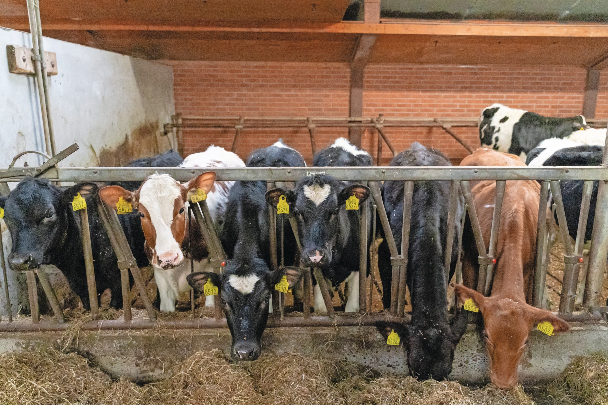 afzet kalveren Young Beef Vion