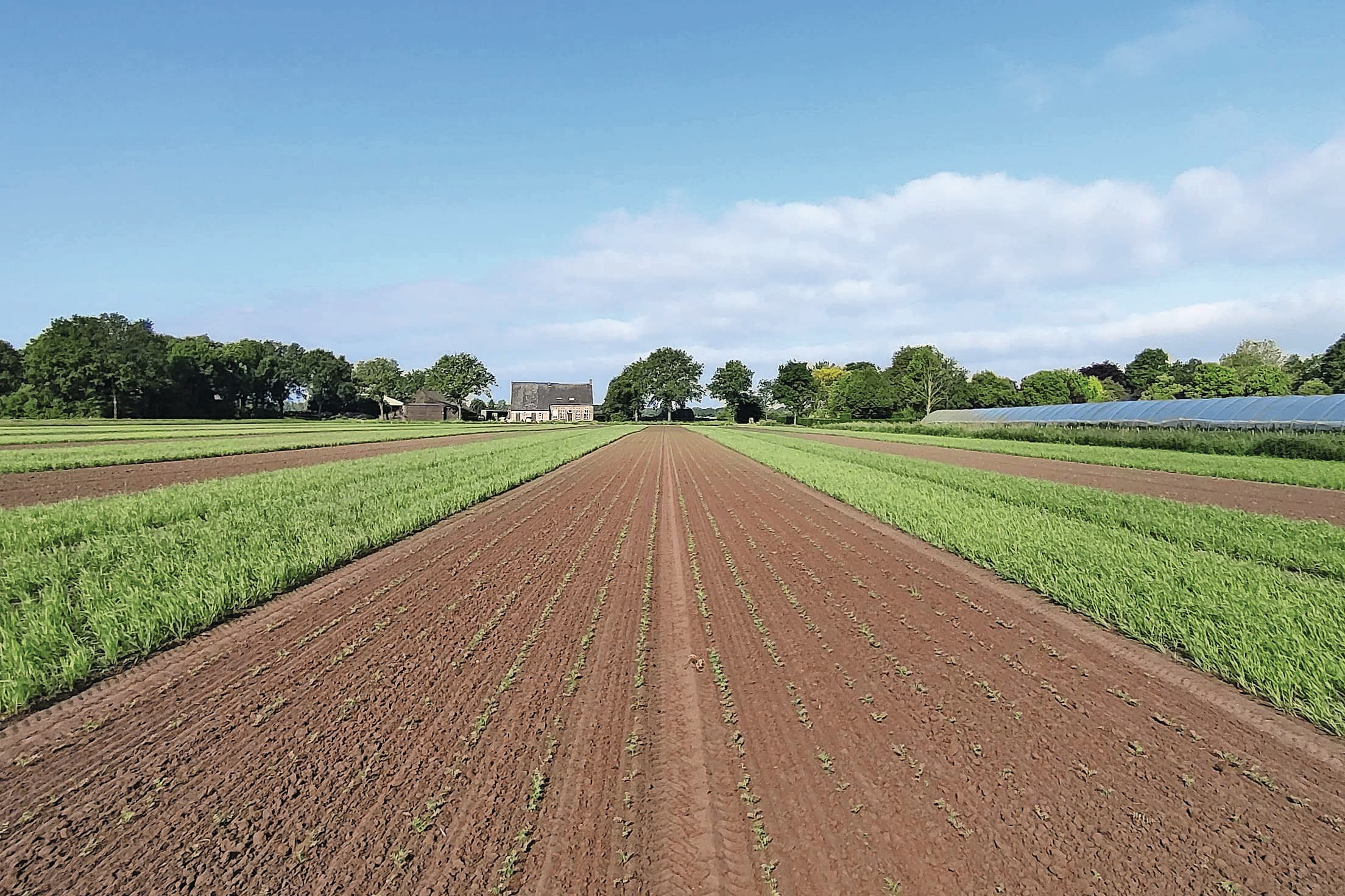 De ondernemer teelde meerdere jaren kikkererwten in stroken. Dit was volgens hem pionieren, aangezien er in ons land weinig kennis beschikbaar is over deze teelt. Vanuit het oogpunt van klimaatverandering en de steeds warmere zomers zag hij potentie in de kikkererwtenteelt. Dit gewas heeft namelijk weinig vocht nodig. Foto Ivar van Dorst