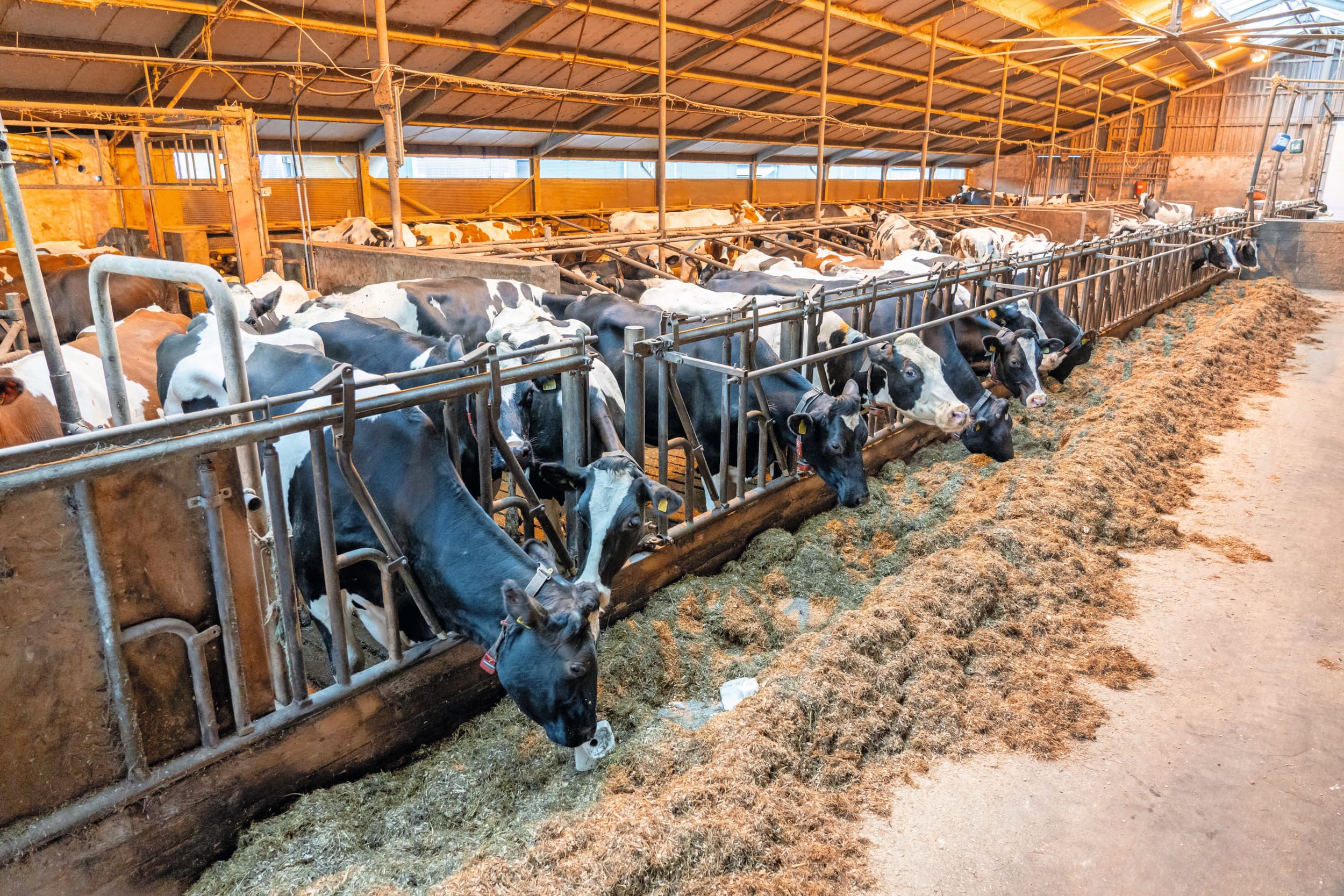 Naast 1.080 jong rosékalveren houden de maten ook 120 melkkoeien. In 2012 konden ze goedkoper investeren in de kalverhouderij dan uitbreiden in de melkveehouderij. Sinds 2012 is het gemengde bedrijf steeds verder uitgebreid in het aantal rosékalveren. Foto’s: Jan Willem Schouten