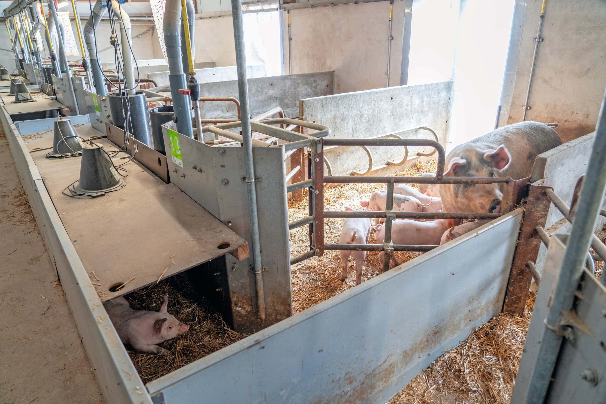 biologische varkens en verbreding