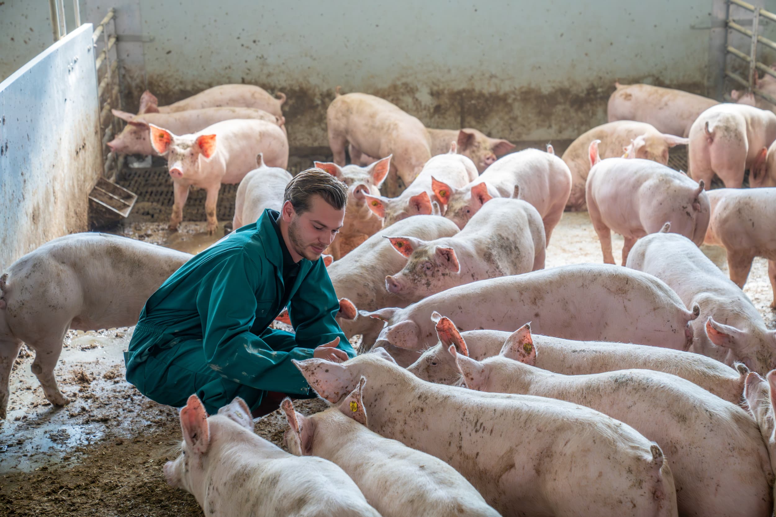 Daan Wouters tussen de DIVA varkens in de stal in Luyksgestel )N.-Br.). Het duurzame concept combineert dierenwelzijn, energieneutraliteit en een verzekerde marge voor de producent. Foto’s: Bert Jansen