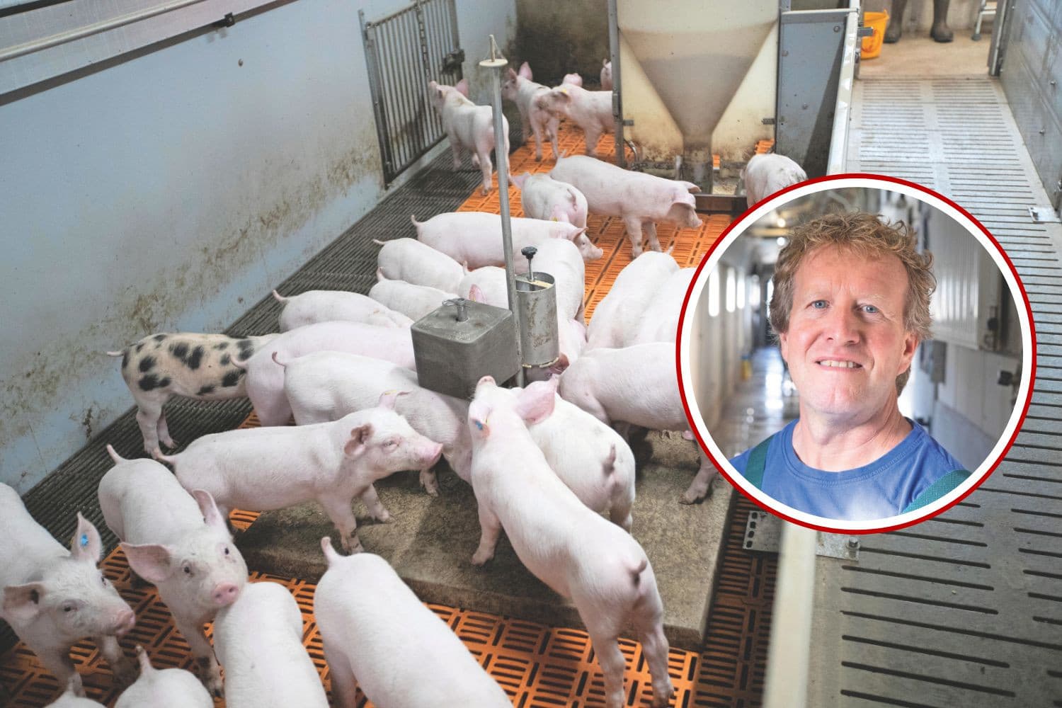 Jan Holsappel heeft in elk hok in de biggenstal een voedselplaat en is daar dik tevreden over. Foto’s: Ronald Hissink