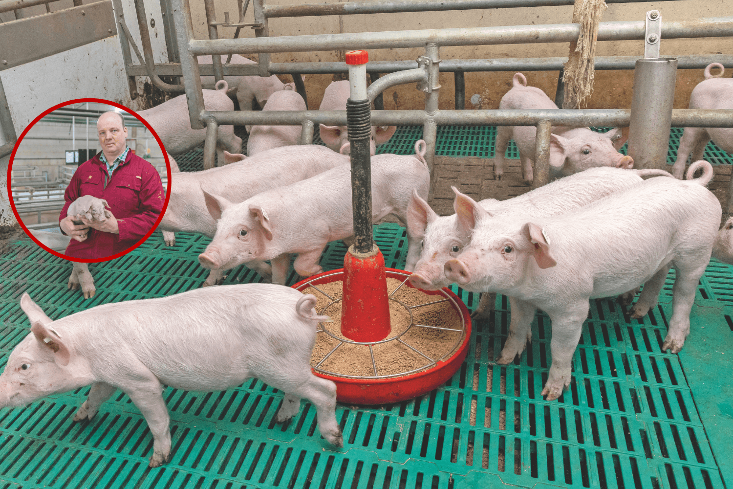 Twee weken na spenen breekt een risicovolle periode aan voor het houden van biggen met intacte staarten. Dan loopt de maternale immuniteit af en zijn biggen aangewezen op zelf opgebouwde immuniteit. Foto’s: Koos Groenewold