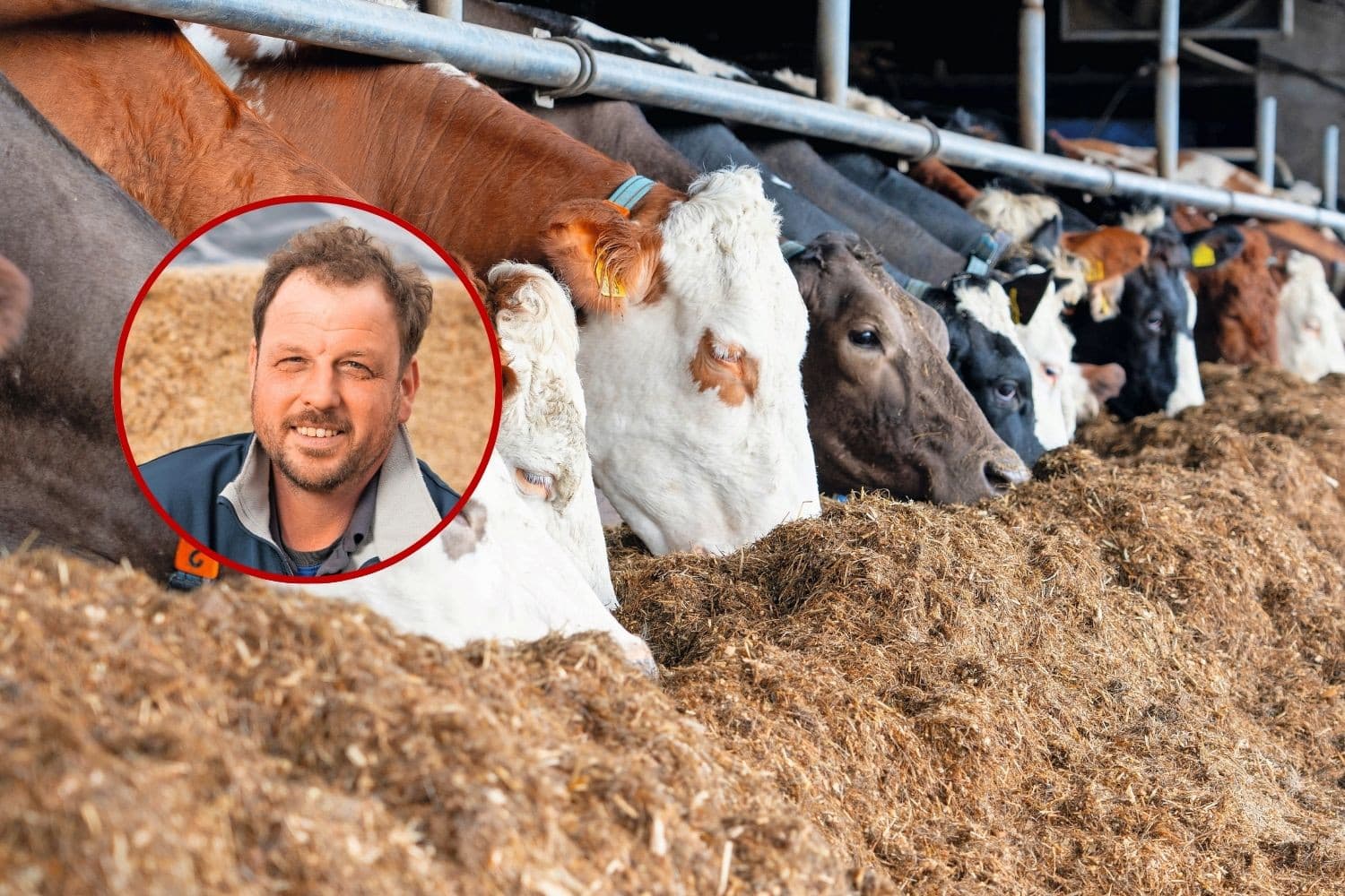 Het rantsoen van gras en MKS wordt op het melkveebedrijf van Peter Pardijs aangevuld met soja en een eiwitaanvulling vanwege de wisselende kuilkwaliteit. De krachtvoerkosten liggen op €7,60 per 100 kg melk. Foto’s: Jan Willem Schouten