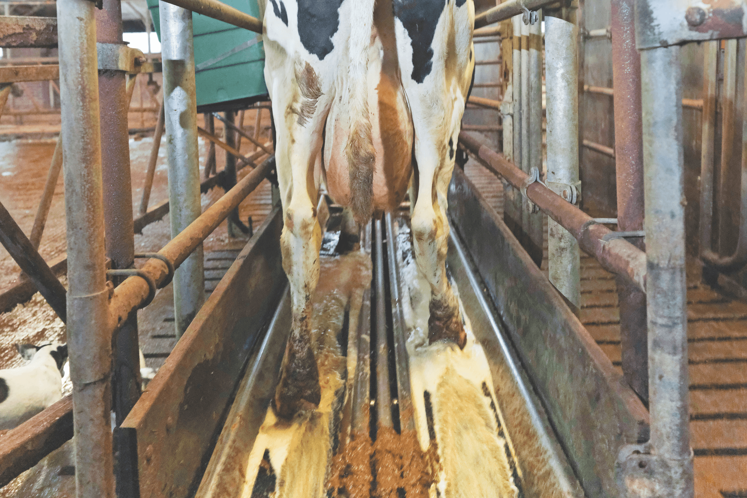 Wekelijks gaan de koeien van maatschap Van Drie-Bos door de spoelbak. Het spoelen is effectiever dan een gewone doorloopbak omdat het water schoner blijft. Foto: Jan Willem van Vliet