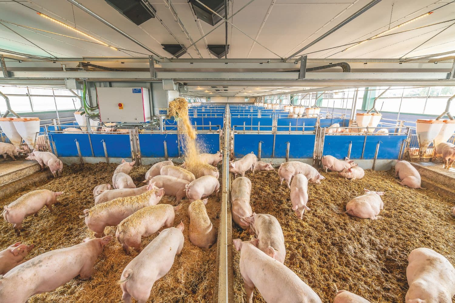 Dierenwelzijn vereist moed, planning en miljoenen