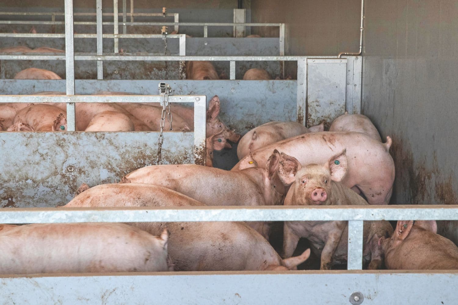 Verse varkensmest zit bomvol biogas