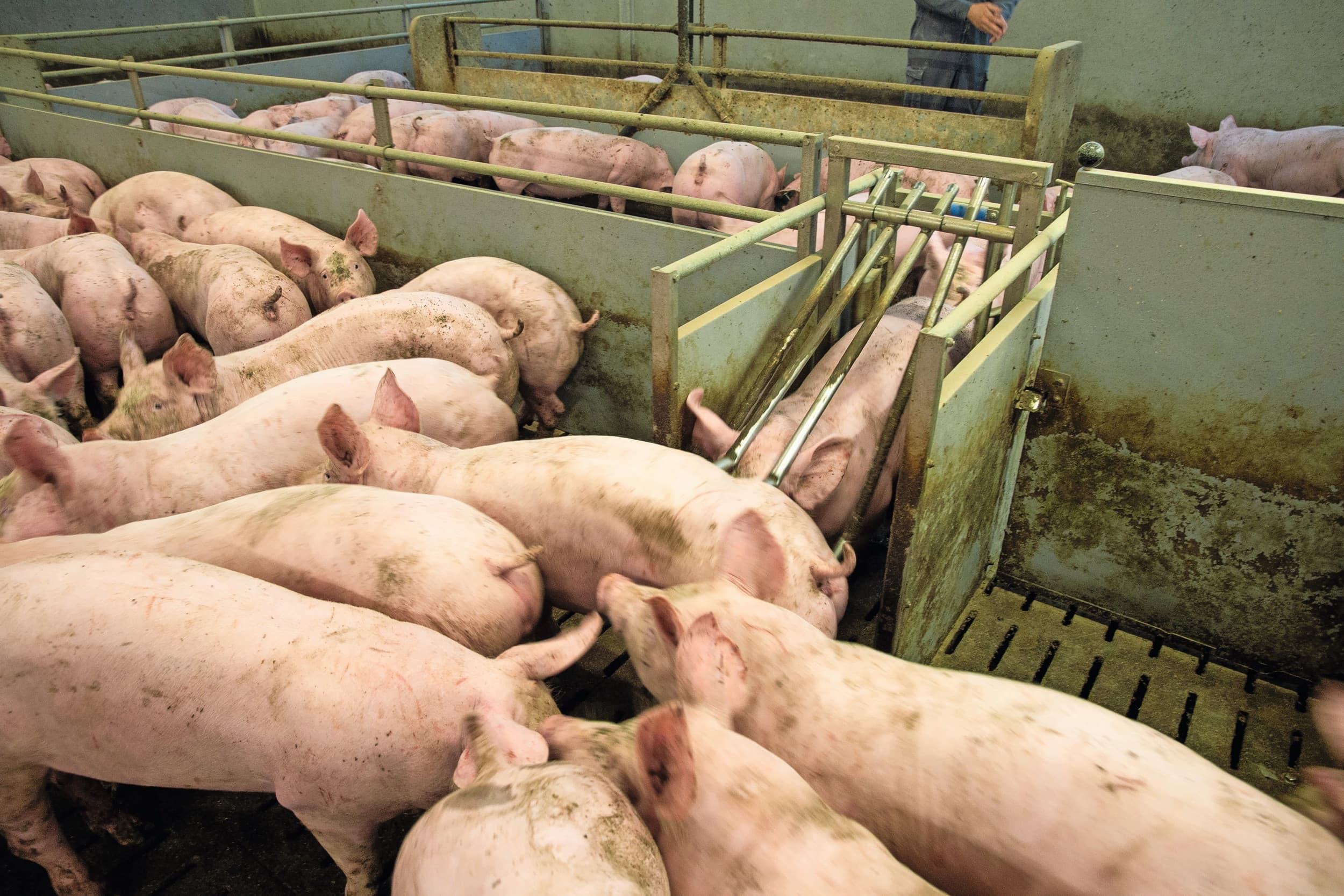 SPF-varkens in nieuwe varkensstal