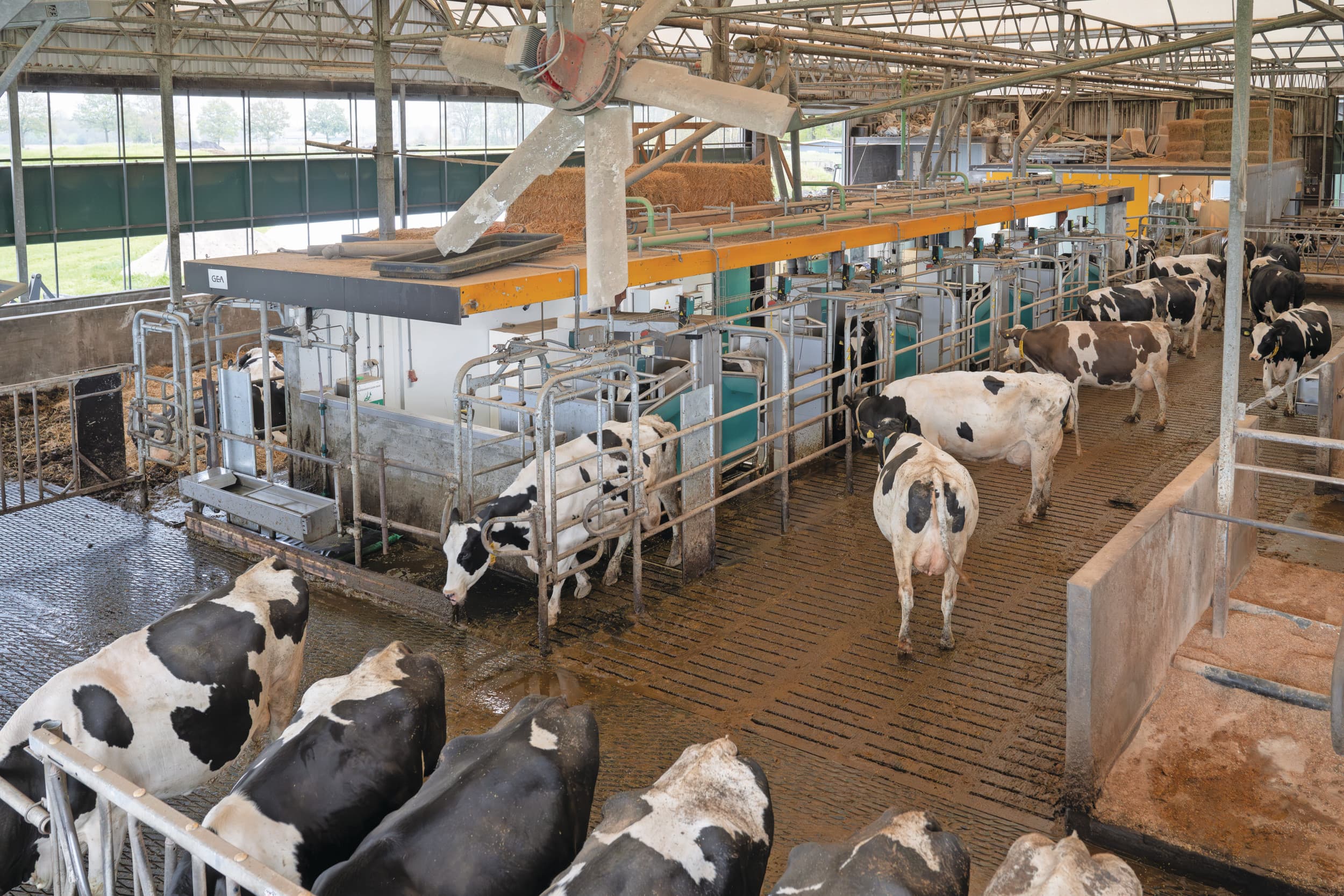 meer melkingen met melkrobots GEA