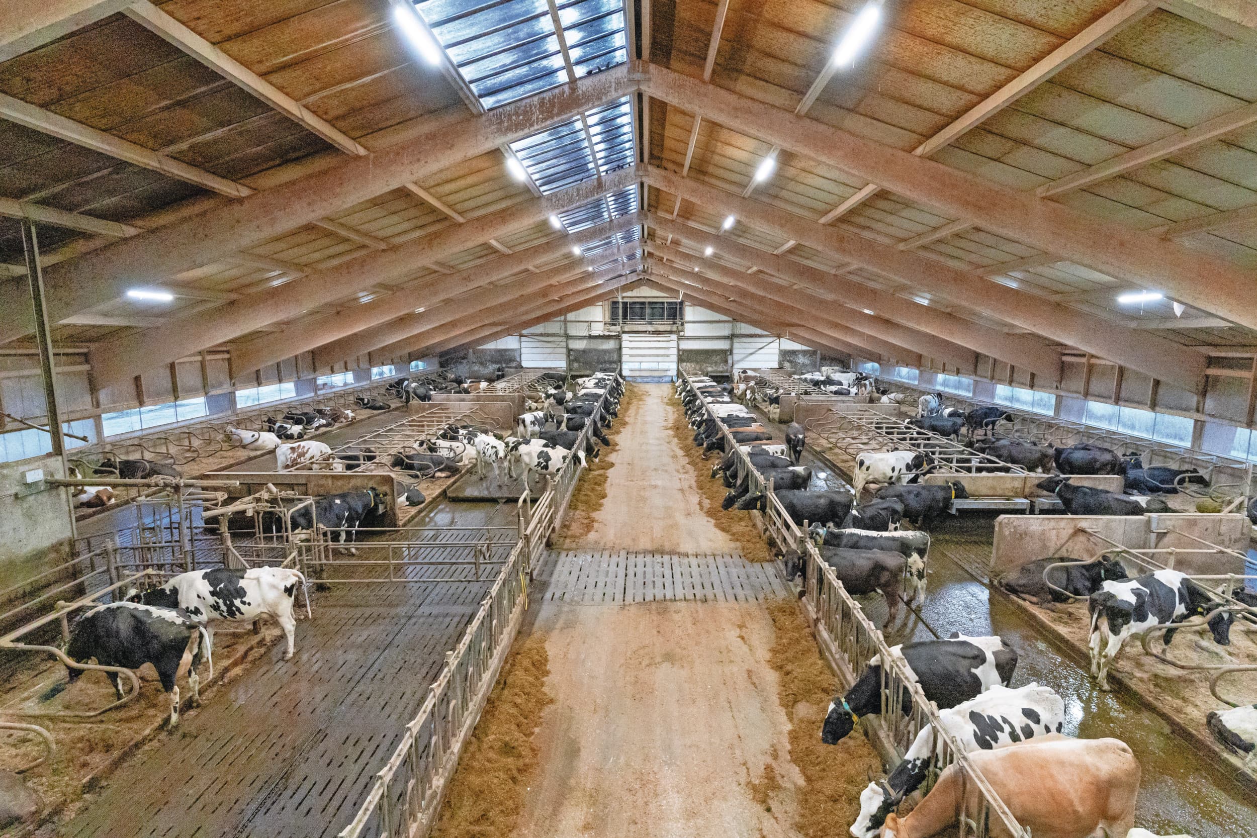 De binnenzijde van de stal op afstand is ruim opgezet. Hier lopen 220 melkgevende koeien. Achterin de stal is de luchtwasser te zien die de lucht filtert. Foto’s: Andrea van Schaik
