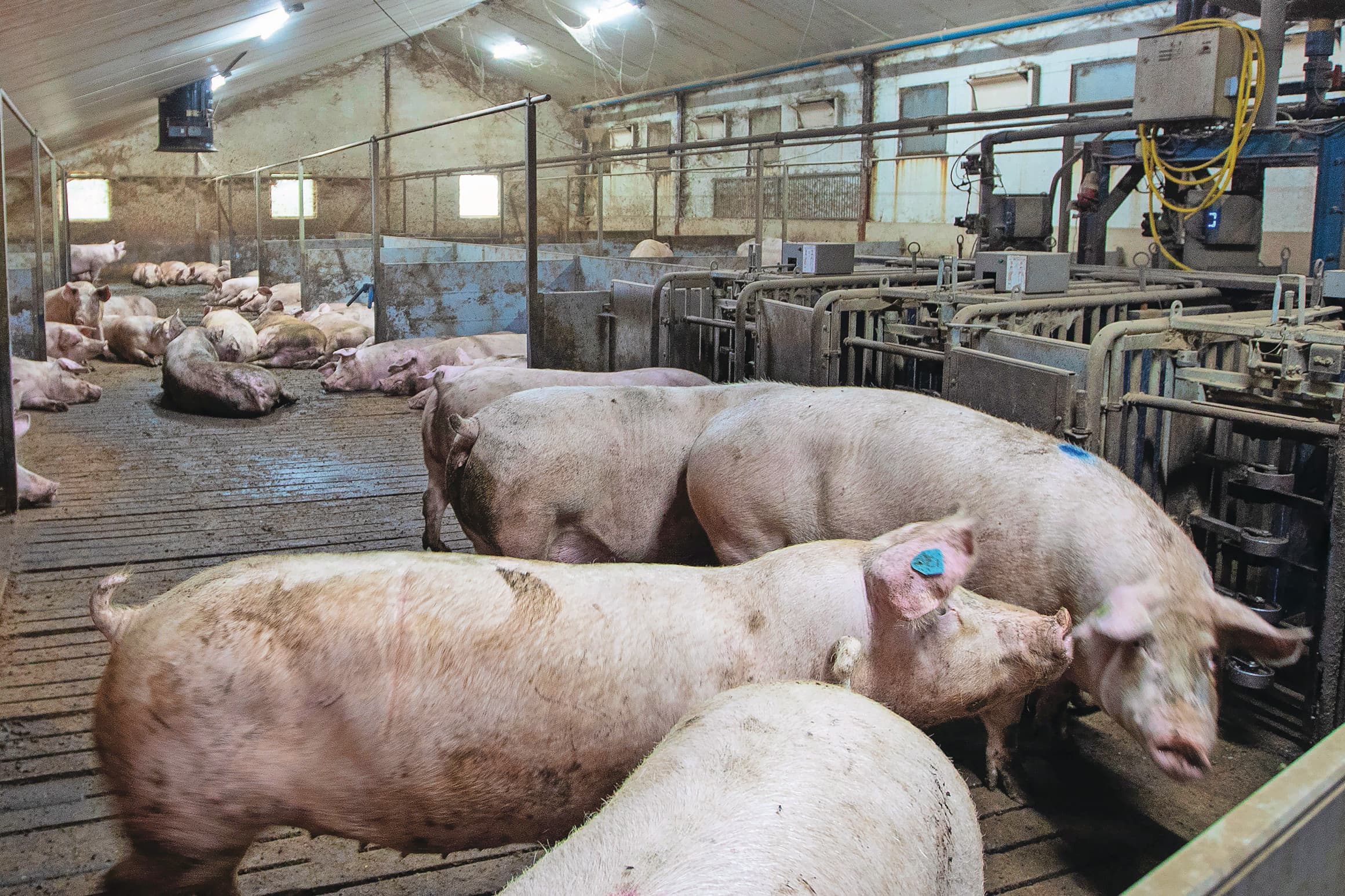 De dragende zeugen zijn in een dynamische groep gehuisvest en krijgen brijvoer via voerstations verstrekt. Foto’s: Hans Banus