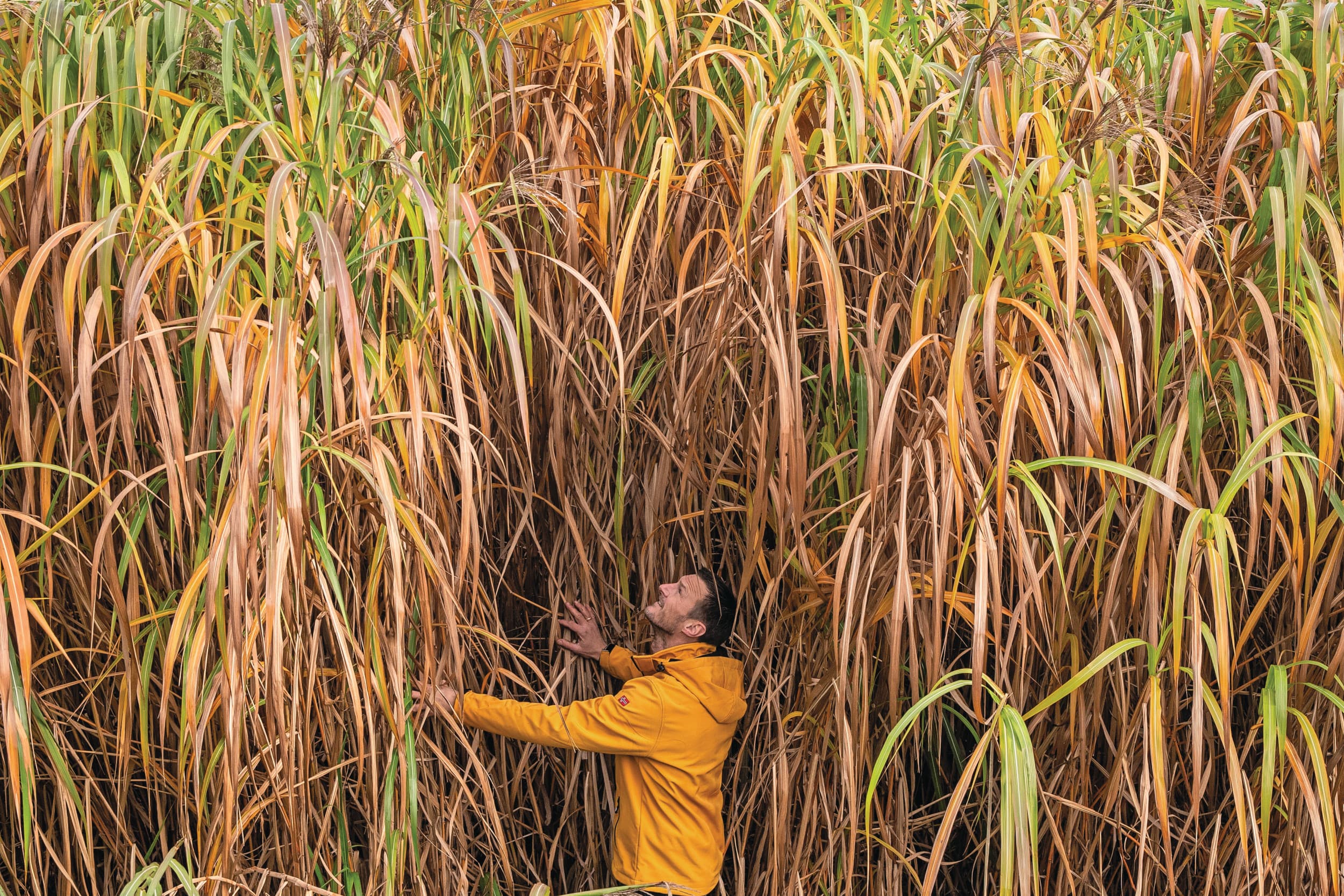 Erik Langenkamp teelt het vezelgewas miscanthus. Foto: Ronald Hissink