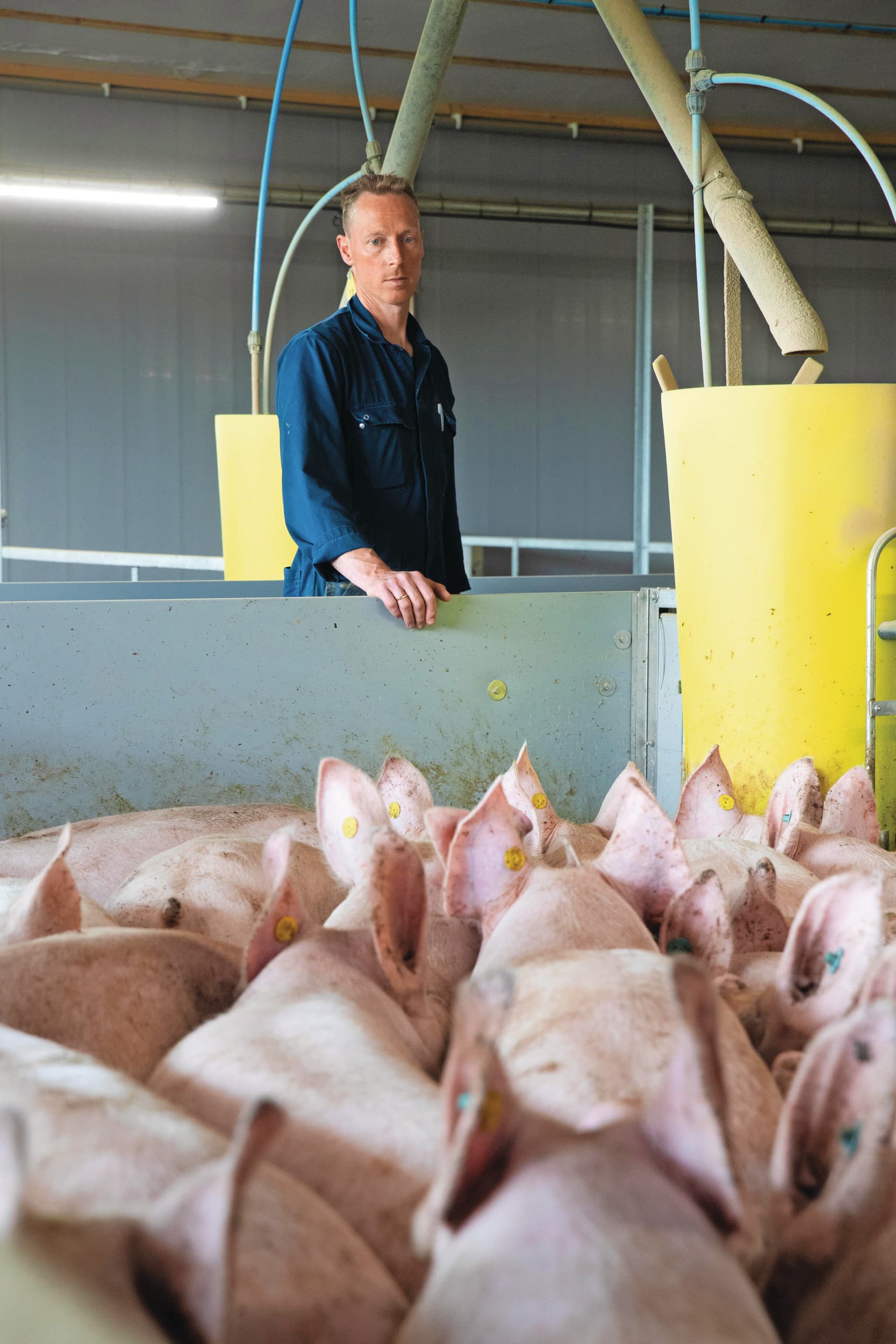 Bedrijfsleider Peter van Keulen is volledig vertrouwd met de techniek voor dagontmesting en ziet dat de varkens het goed doen in de frisse stal. Foto’s: Ronald Hissink