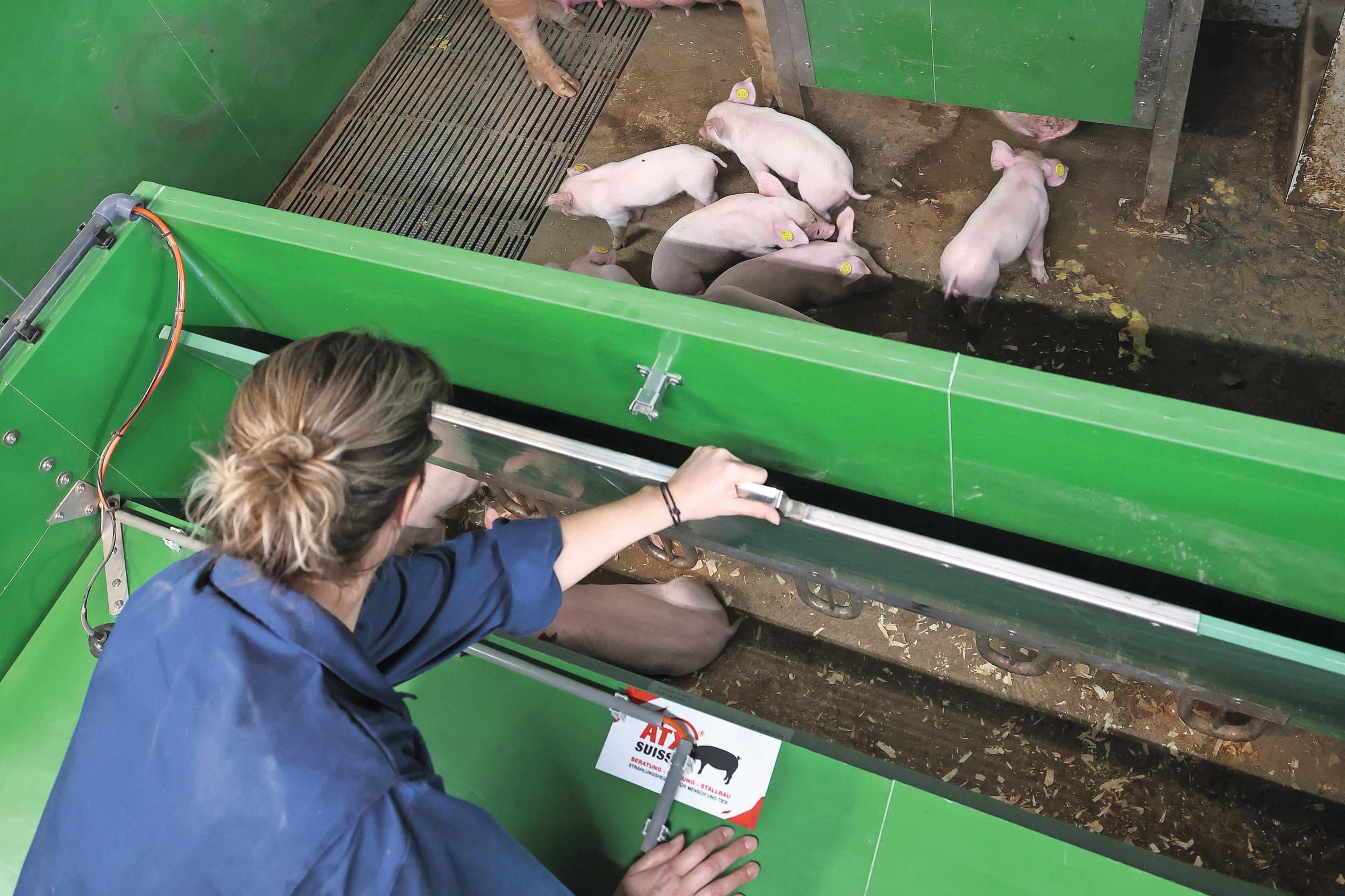 De tussenruimte tussen het gesloten deel van het biggennest en de ligruimte van de zeug kan desgewenst worden afgedekt. Met dezelfde plaat wordt ook het biggennest afgesloten. Foto’s: Bert Jansen